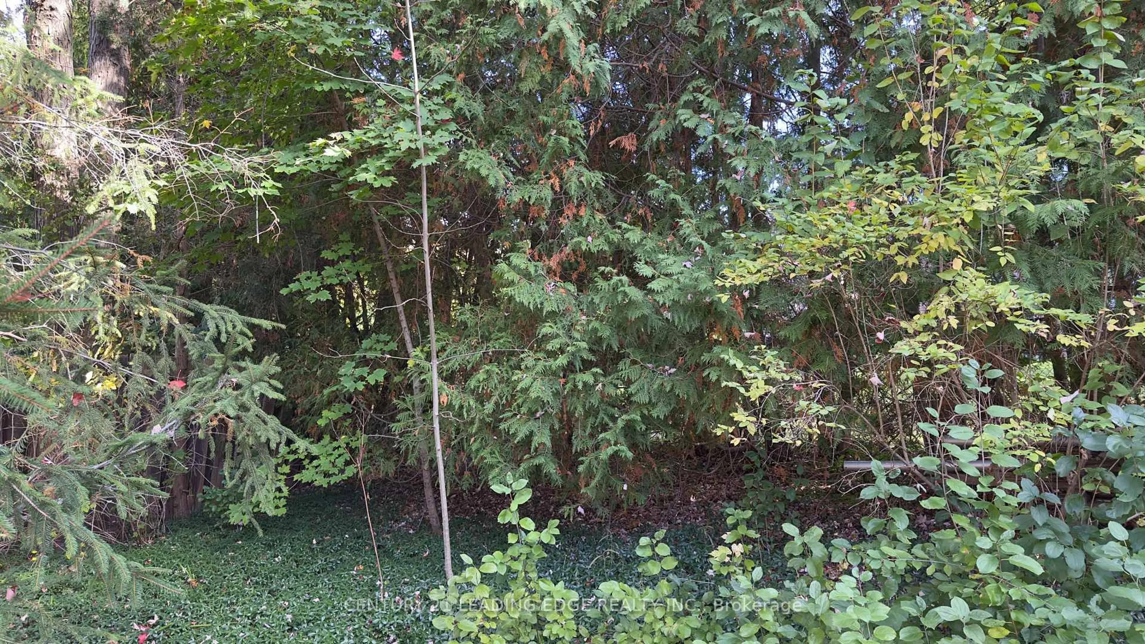 A pic from outside/outdoor area/front of a property/back of a property/a pic from drone, forest/trees view for 117 WESTWOOD Lane, Richmond Hill Ontario L4C 6X8
