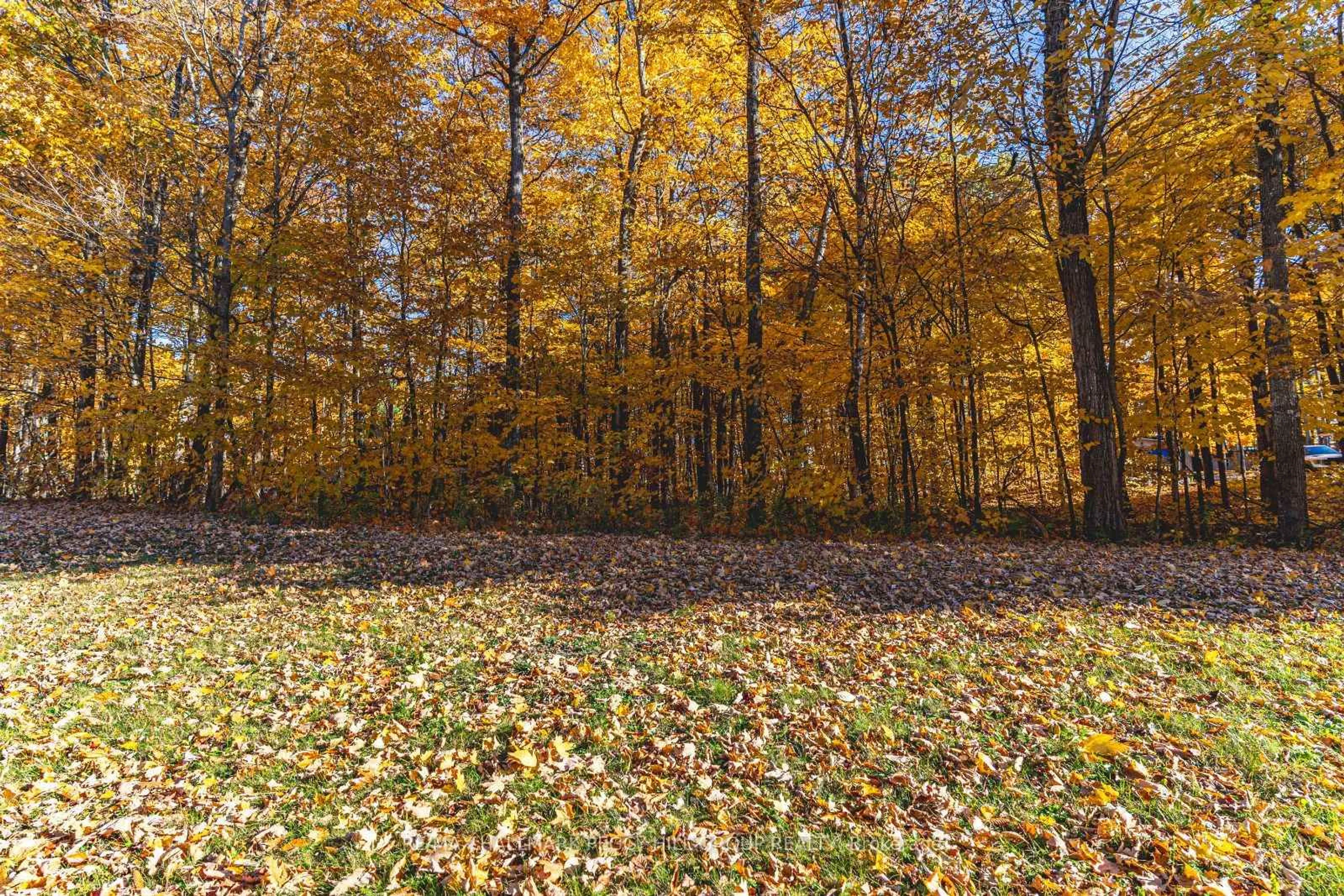 Blurry image for 17 Maple Ridge Rd, Oro-Medonte Ontario L0L 2L0