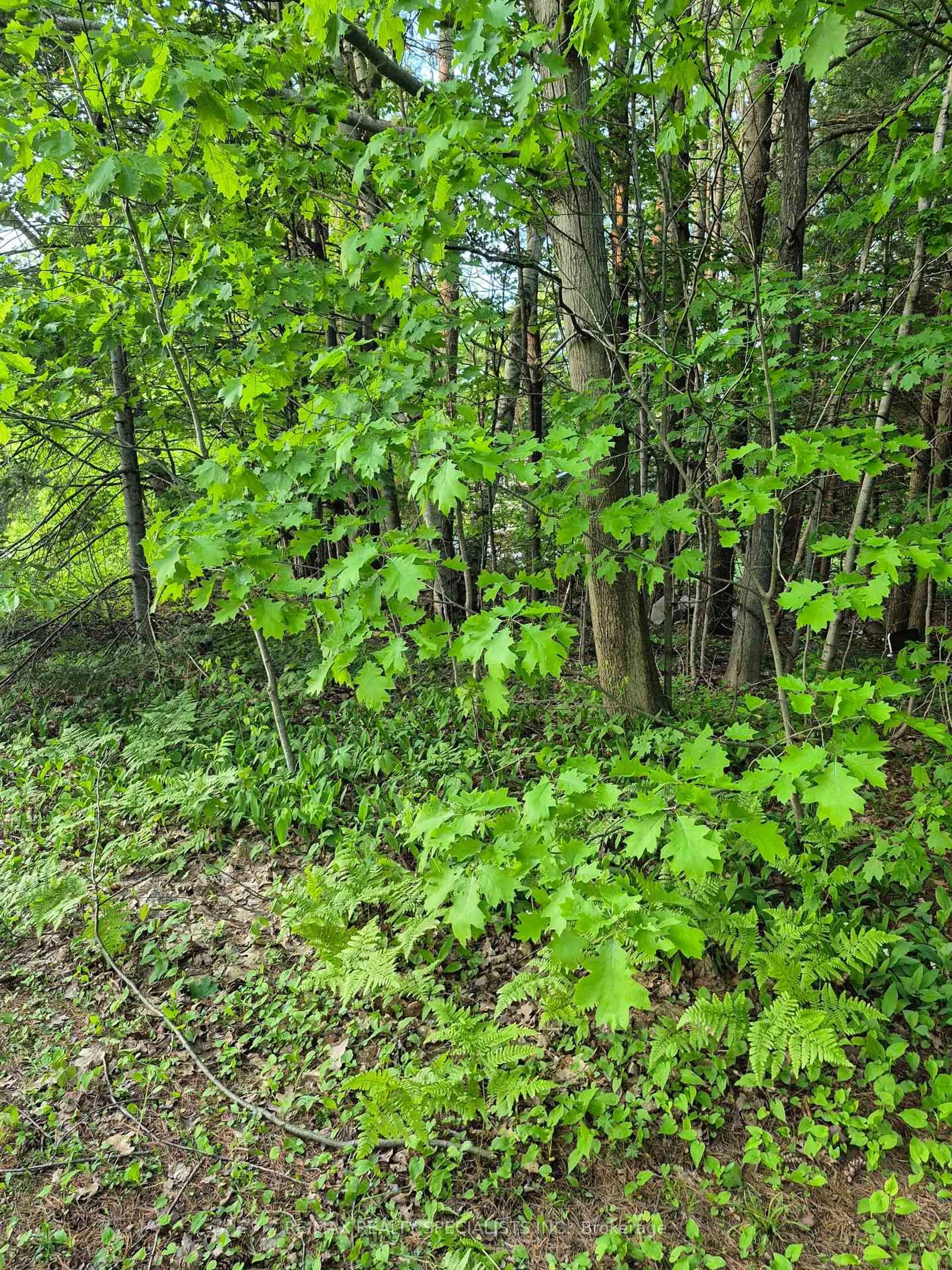 Blurry image for 3763 Agnew Rd, Severn Ontario L0K 2B0