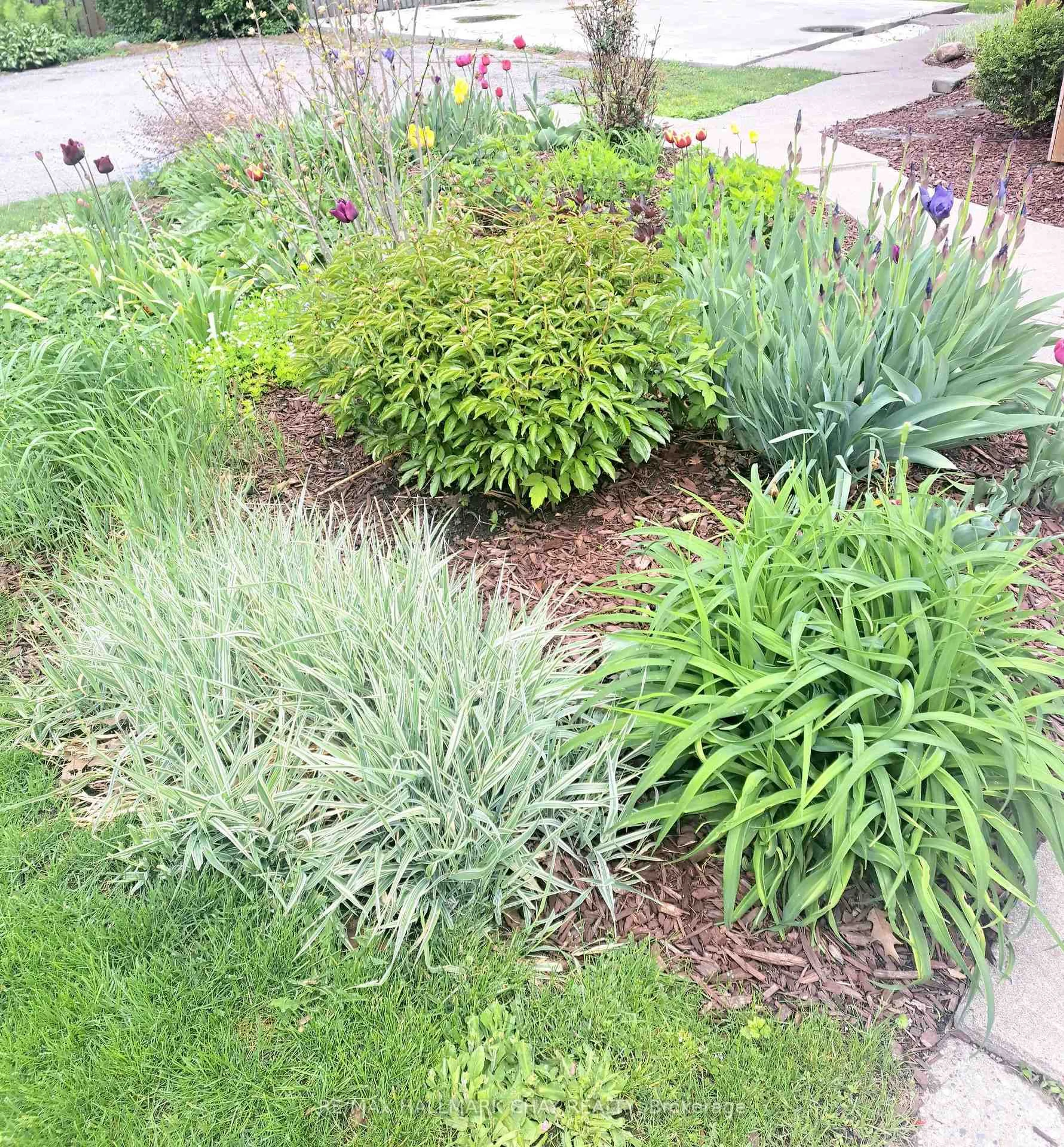 Patio, street for 25 William St, Barrie Ontario L4N 3J4