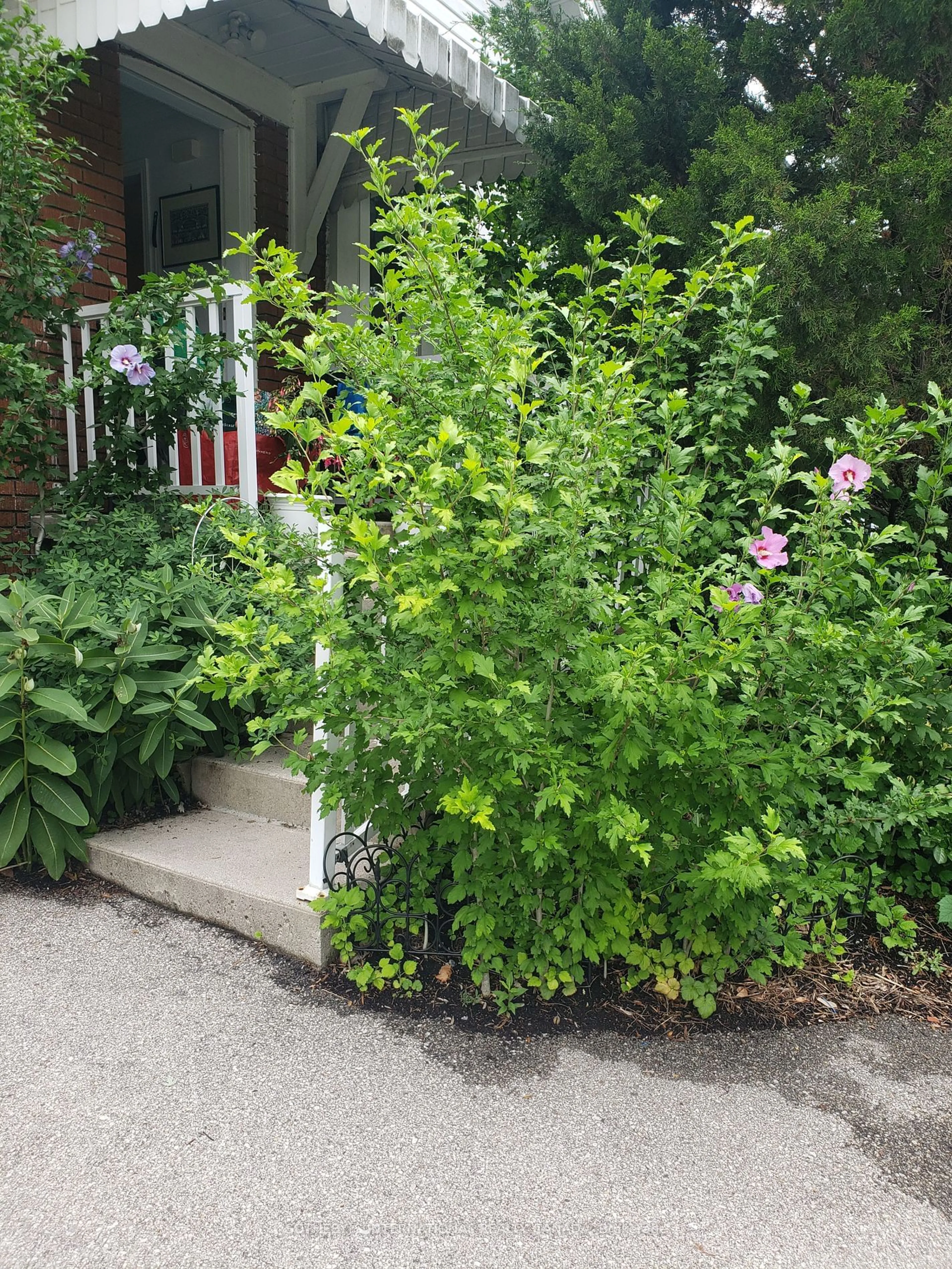 A pic from exterior of the house or condo, cottage for 1202 Islington Ave, Toronto Ontario M8Z 4T1