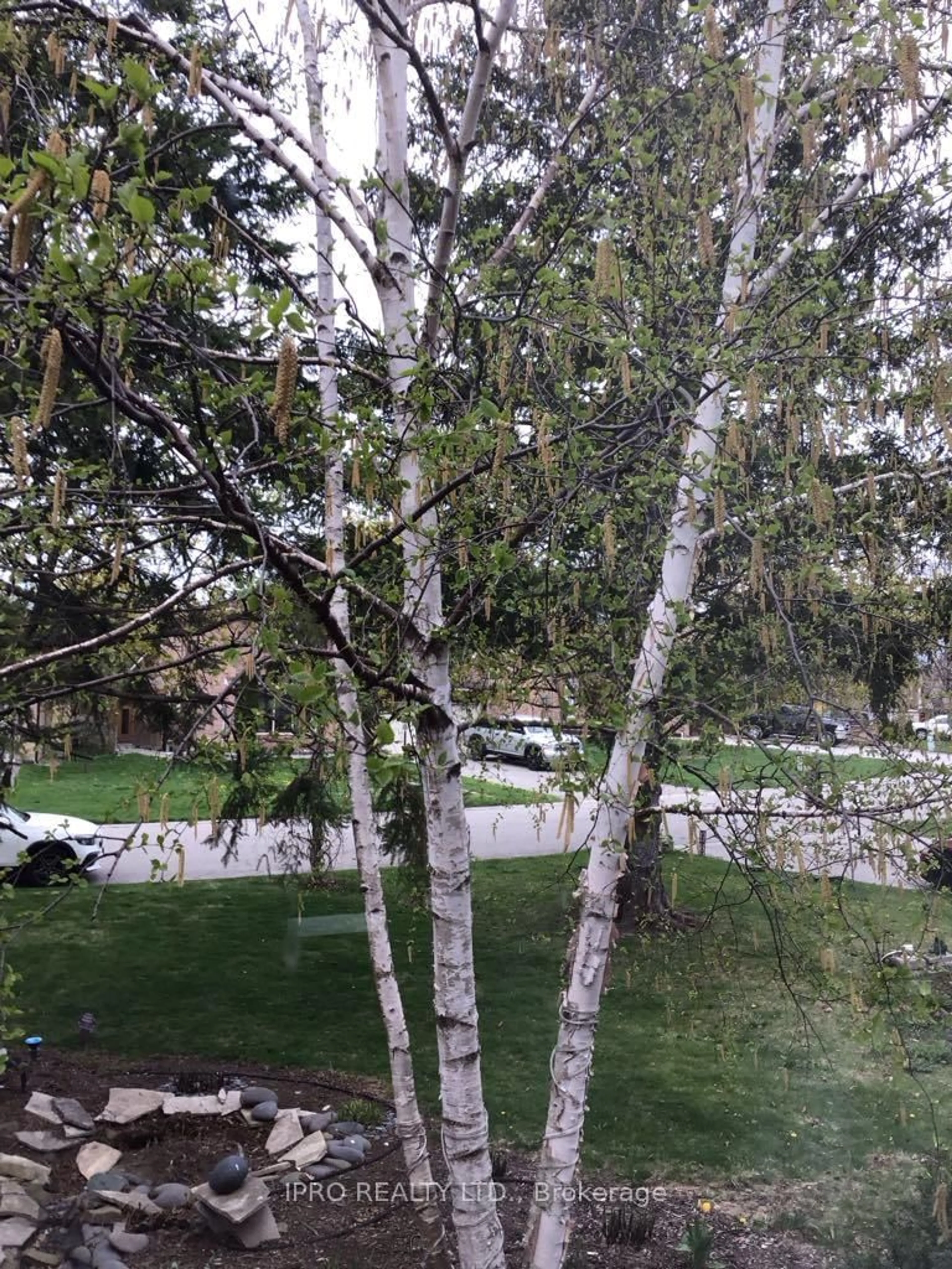 A pic from outside/outdoor area/front of a property/back of a property/a pic from drone, forest/trees view for 41 Marchmount Cres, Brampton Ontario L6S 2T2