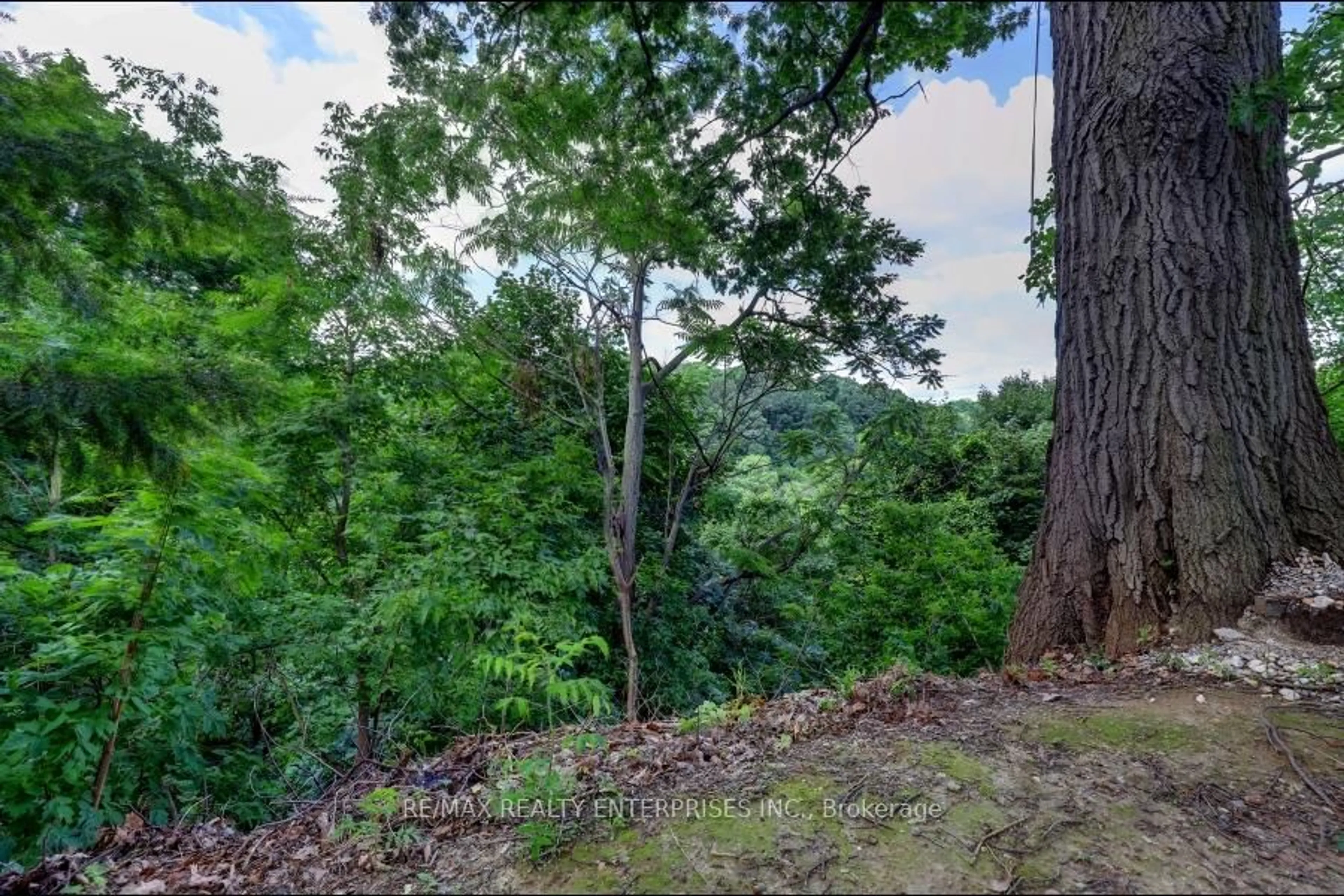 A pic from outside/outdoor area/front of a property/back of a property/a pic from drone, forest/trees view for 100 Old Mill Road Rd, Toronto Ontario M8X 1G8
