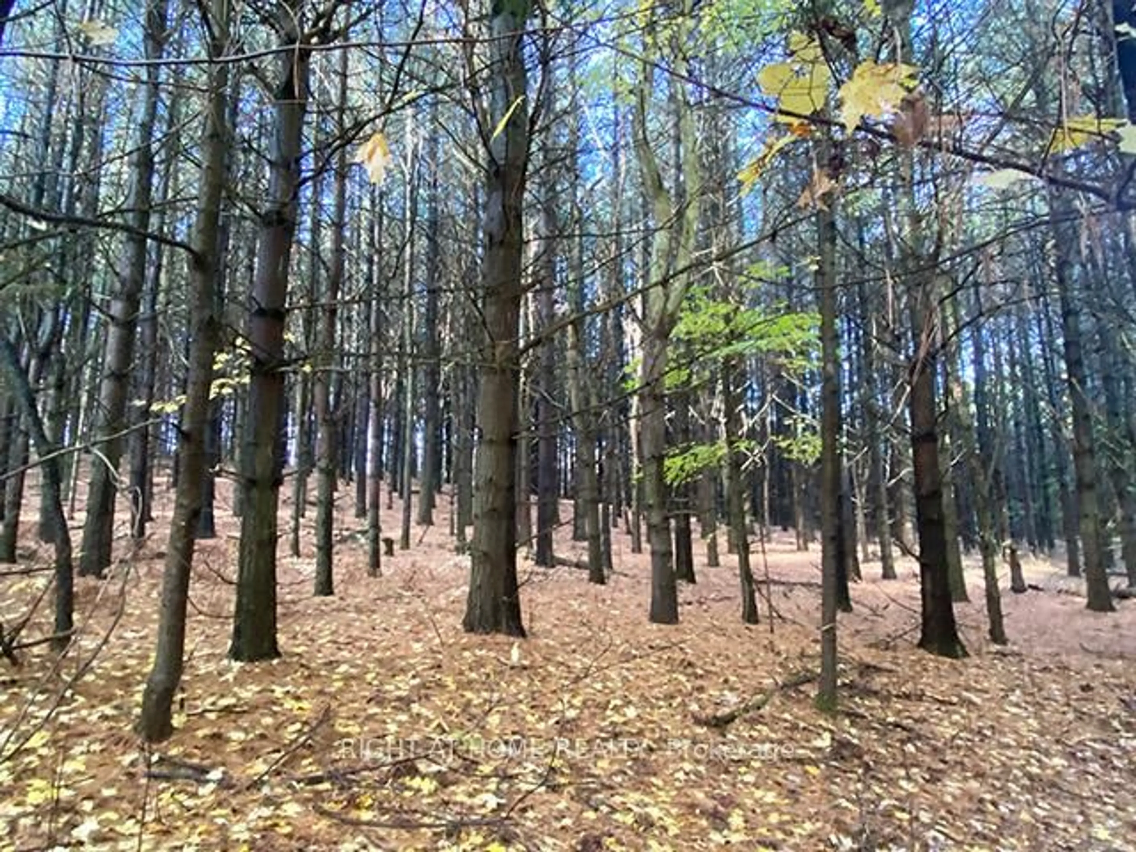 Blurry image for 17921 Highway 50 Rd, Caledon Ontario L7E 3J9