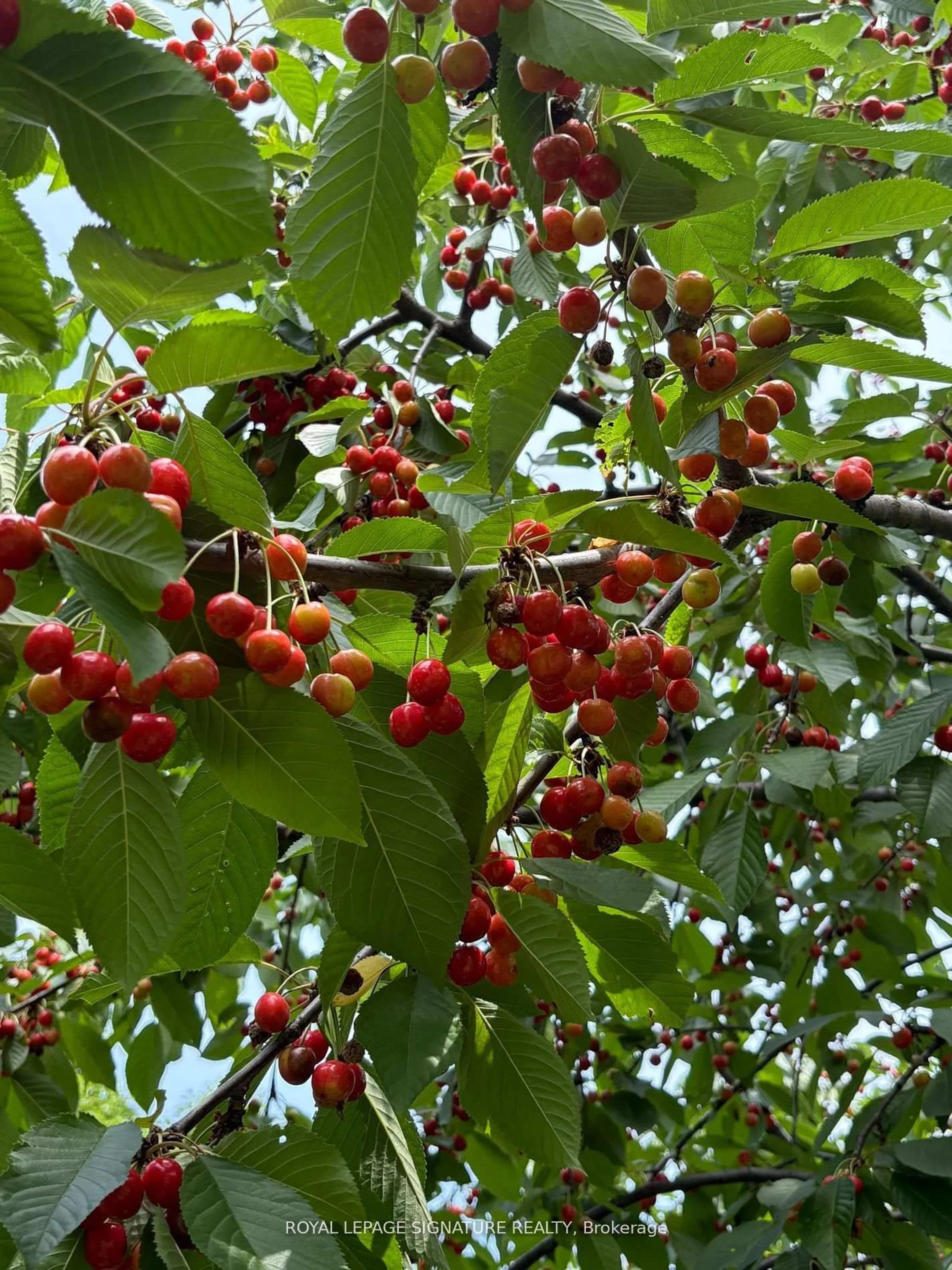 Blurry image for 4097 Hickory Dr, Mississauga Ontario L4W 1L1