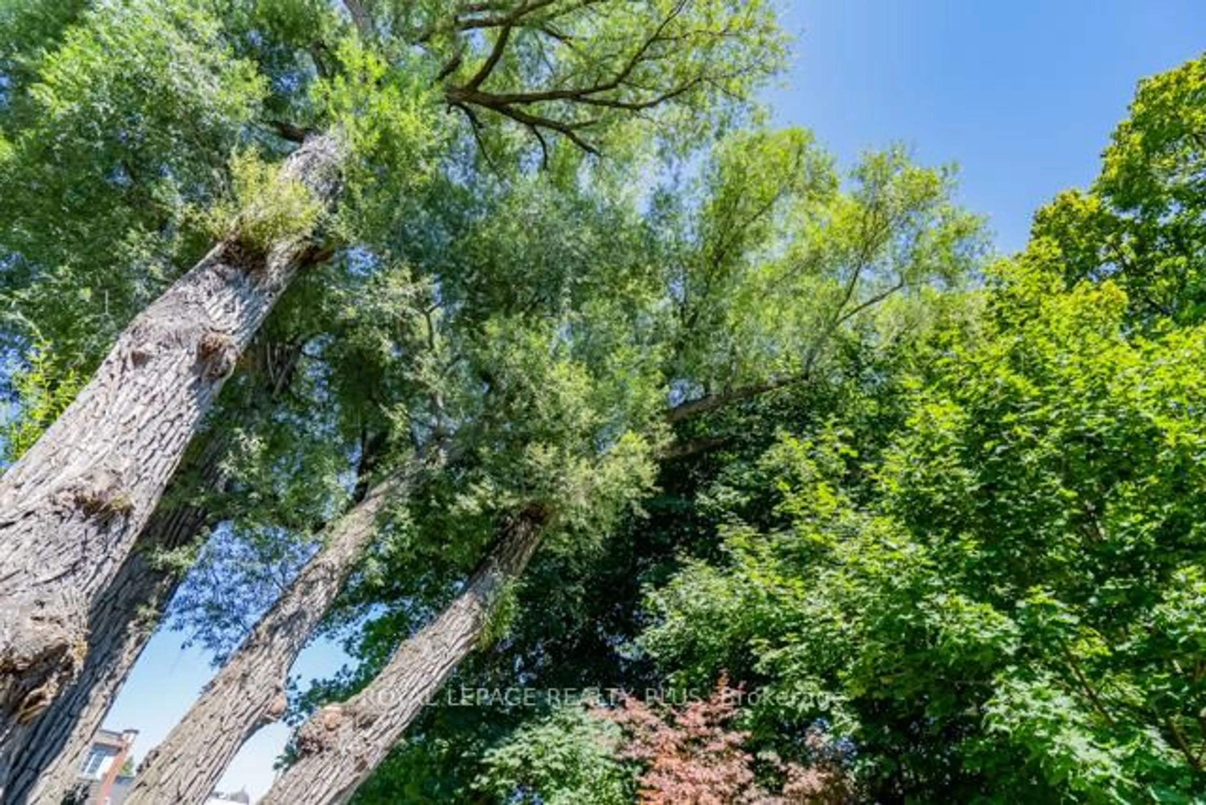 A pic from outside/outdoor area/front of a property/back of a property/a pic from drone, forest/trees view for 83 Kerr St, Oakville Ontario L6K 3A2