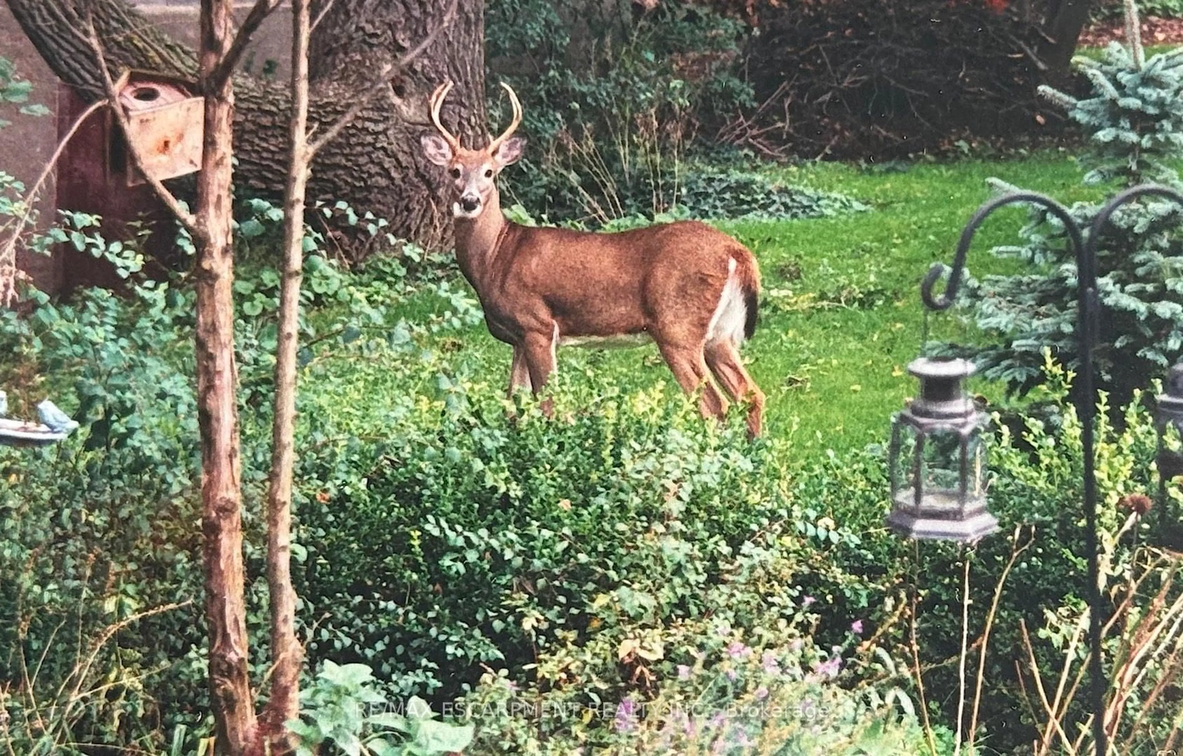 Blurry image for 1987 Snake Rd, Burlington Ontario L7P 4Y1