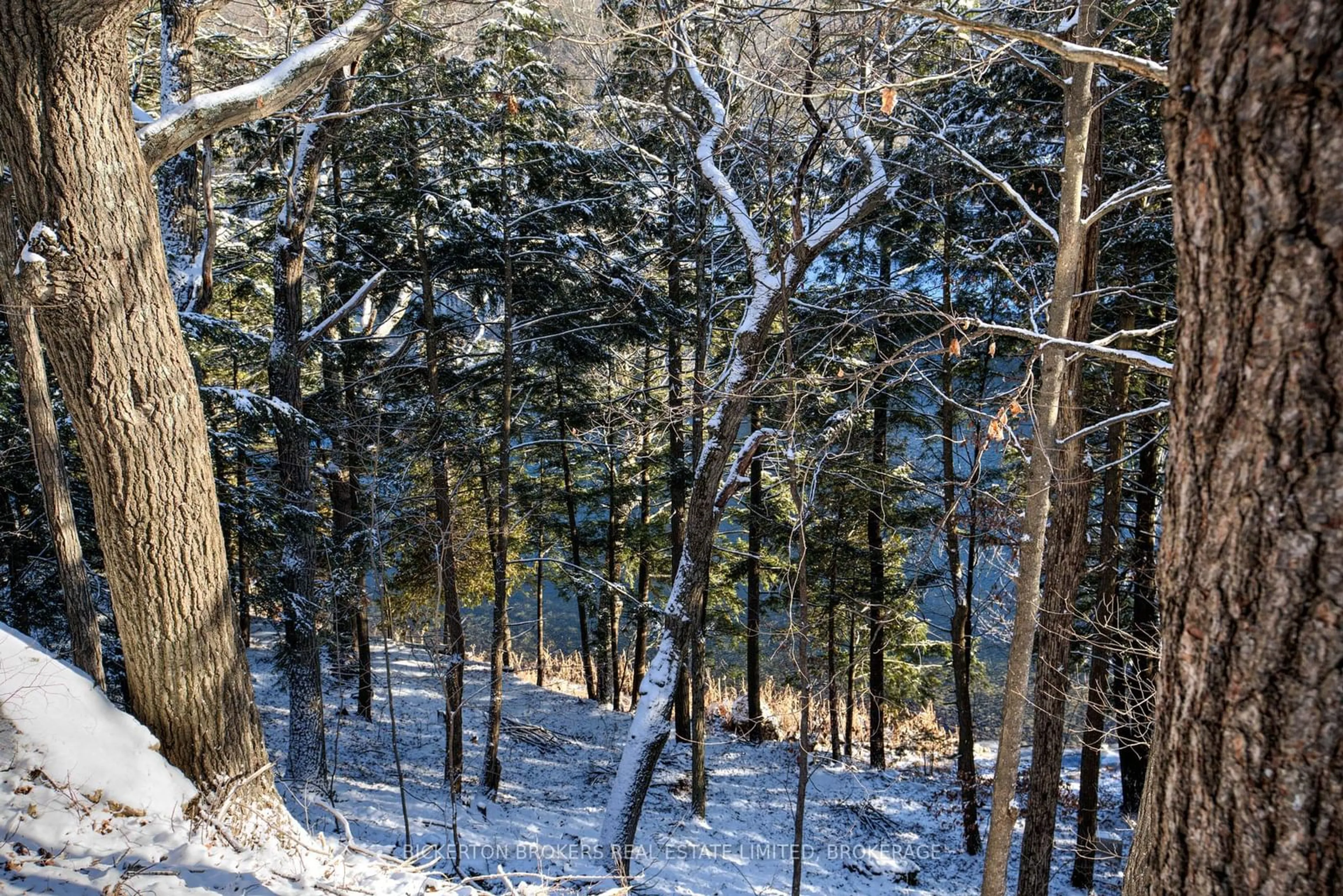 A pic from outside/outdoor area/front of a property/back of a property/a pic from drone, forest/trees view for 929 Riverside Rd, Leeds & Grenville Ontario K0E 1N0