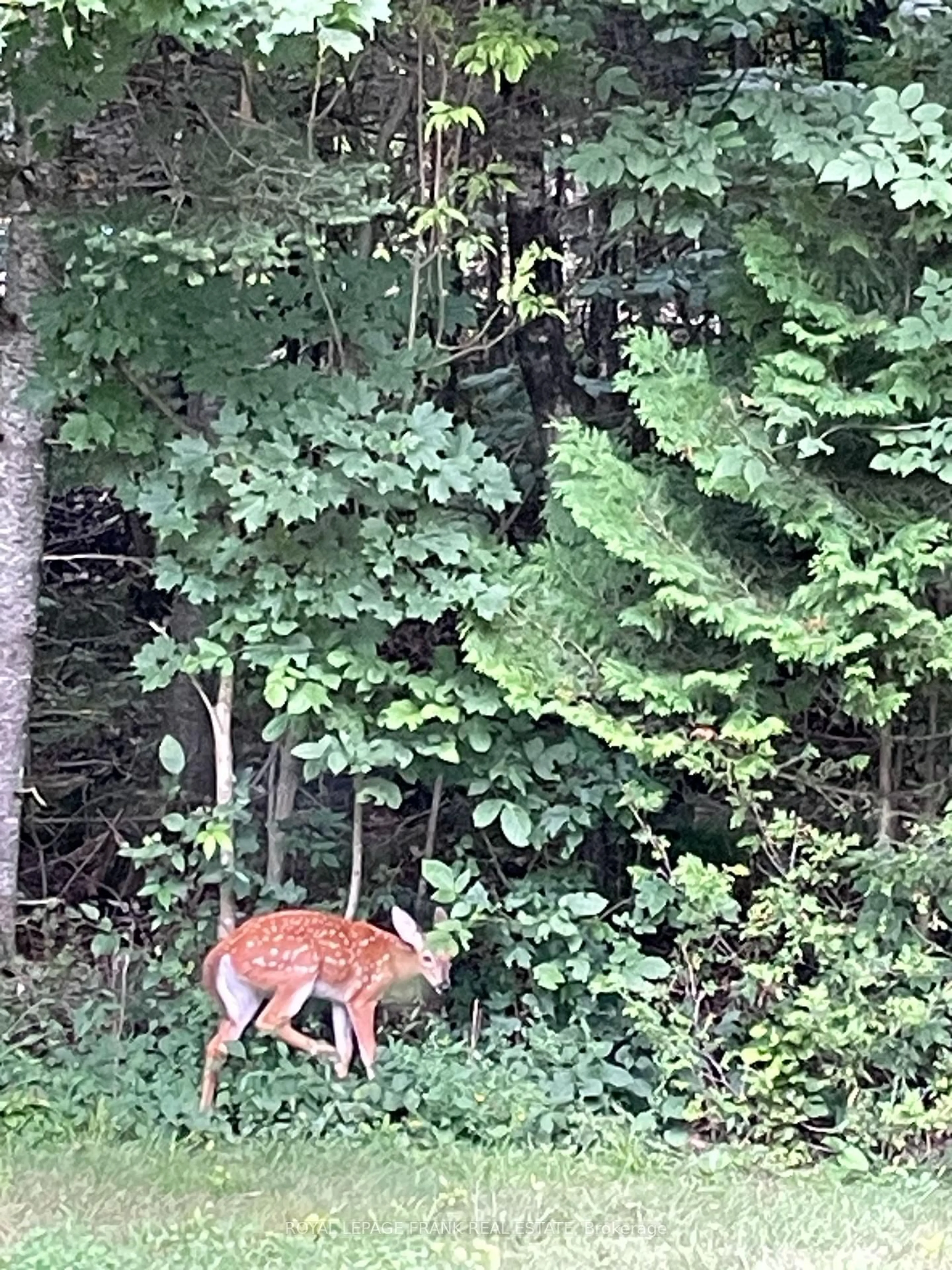 Blurry image for 38 Sumcot Dr, Trent Lakes Ontario K0L 1J0