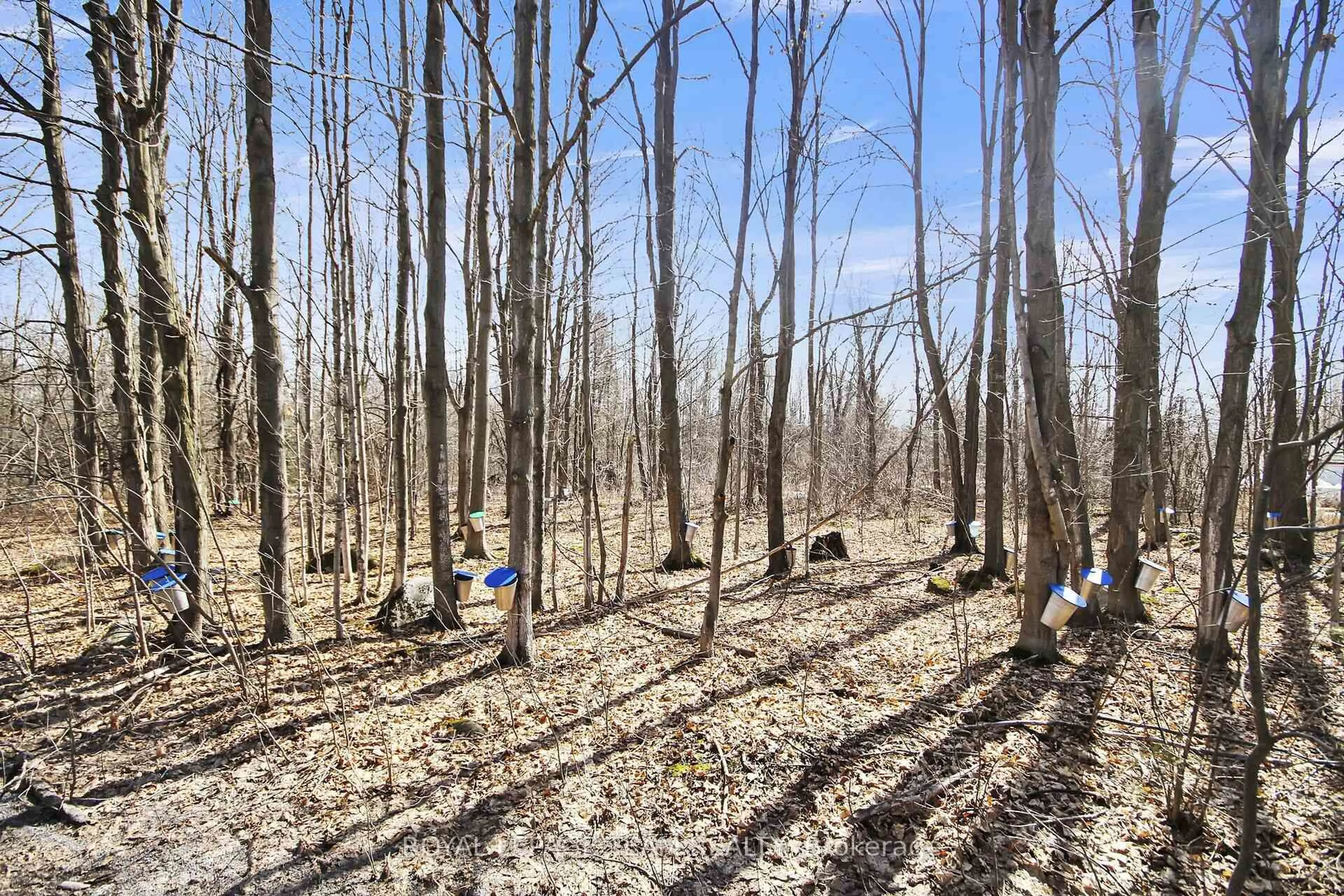 A pic from outside/outdoor area/front of a property/back of a property/a pic from drone, forest/trees view for 12473 Shannette Rd, South Dundas Ontario K0C 2H0