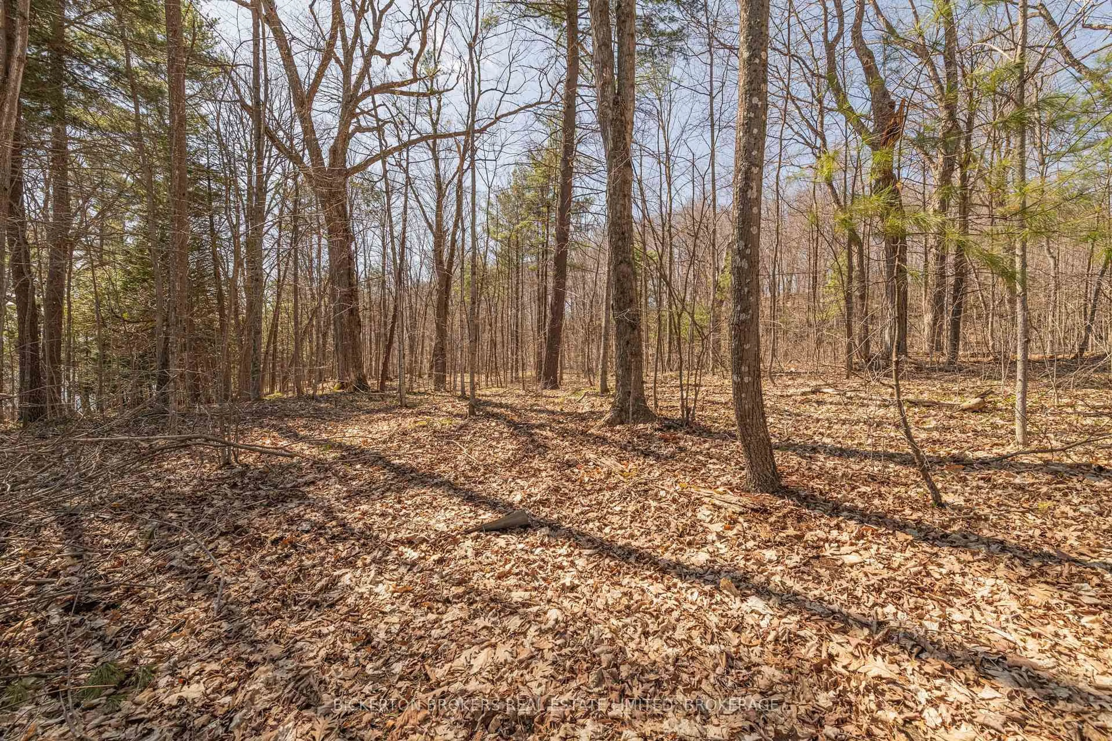 A pic from outside/outdoor area/front of a property/back of a property/a pic from drone, forest/trees view for 155 Hall Rd, Leeds and the Thousand Islands Ontario K0E 1L0