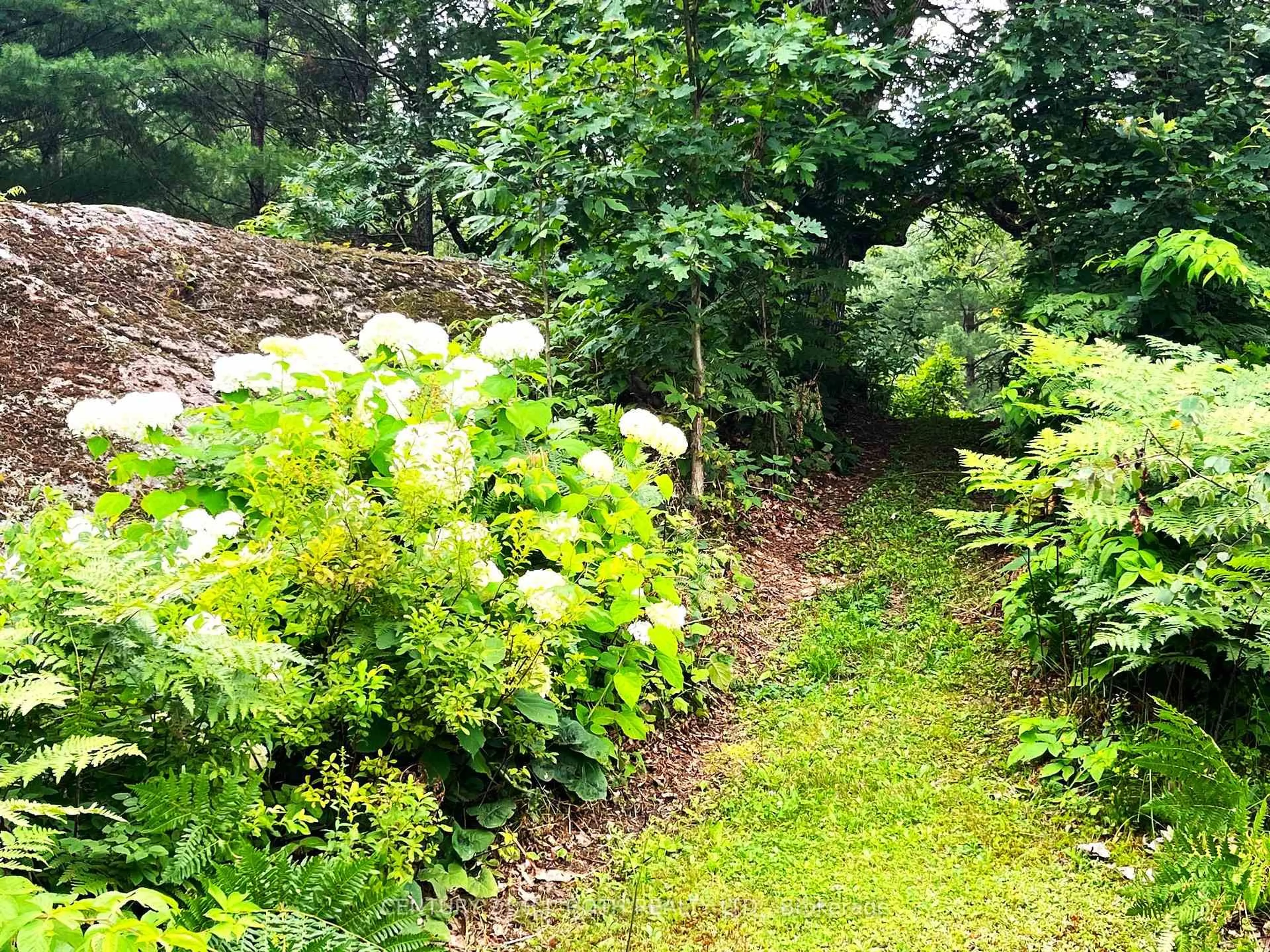 A pic from outside/outdoor area/front of a property/back of a property/a pic from drone, forest/trees view for 20 Black River Rd, Kawartha Lakes Ontario L0K 2B0