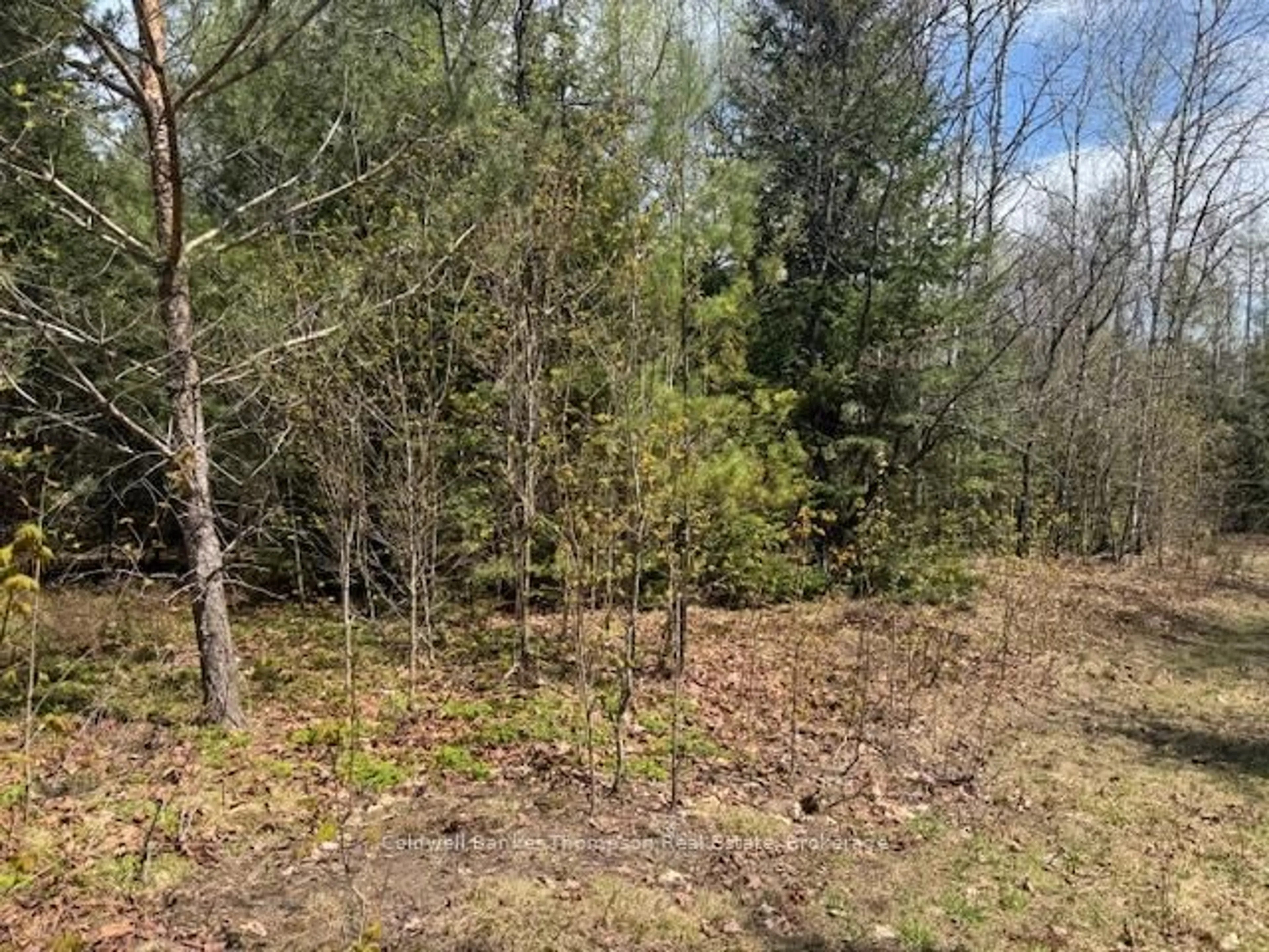 A pic from outside/outdoor area/front of a property/back of a property/a pic from drone, forest/trees view for 0 Lakeview Dr, Ryerson Ontario P0A 1C0