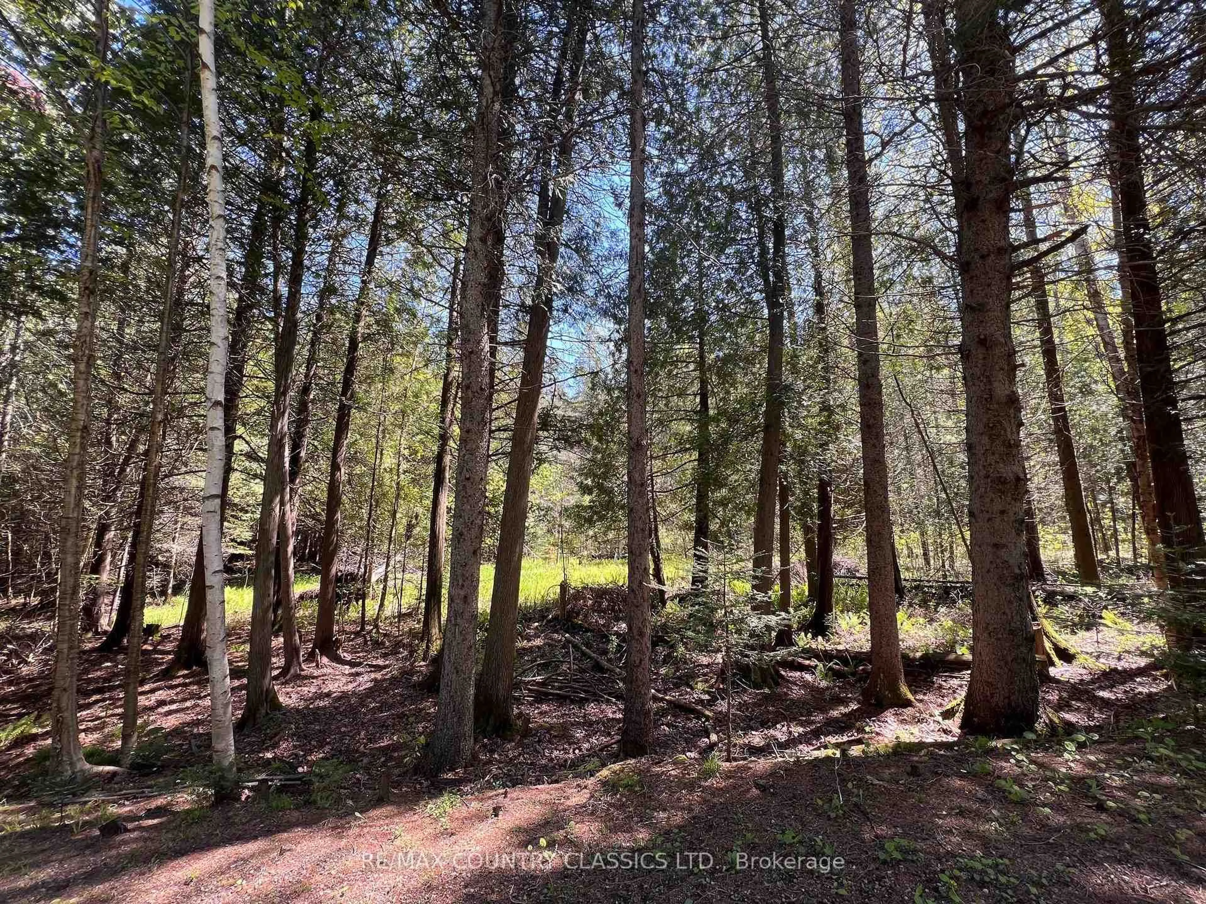 A pic from outside/outdoor area/front of a property/back of a property/a pic from drone, forest/trees view for 1374 Rochefort Rd, Killaloe Ontario K0J 2A0