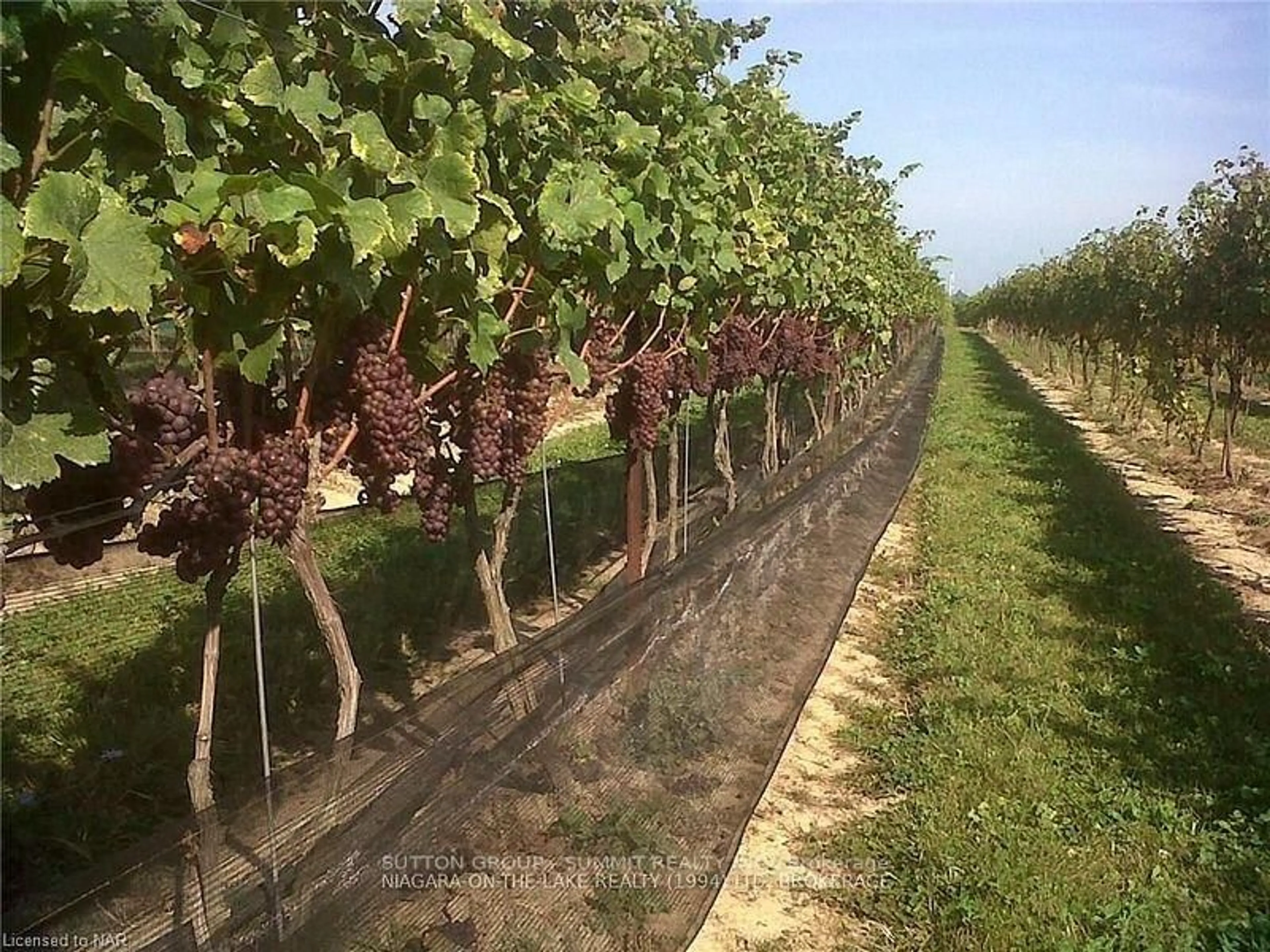 Unknown for 84 EAST WEST Line, Niagara-on-the-Lake Ontario L0S 1J0