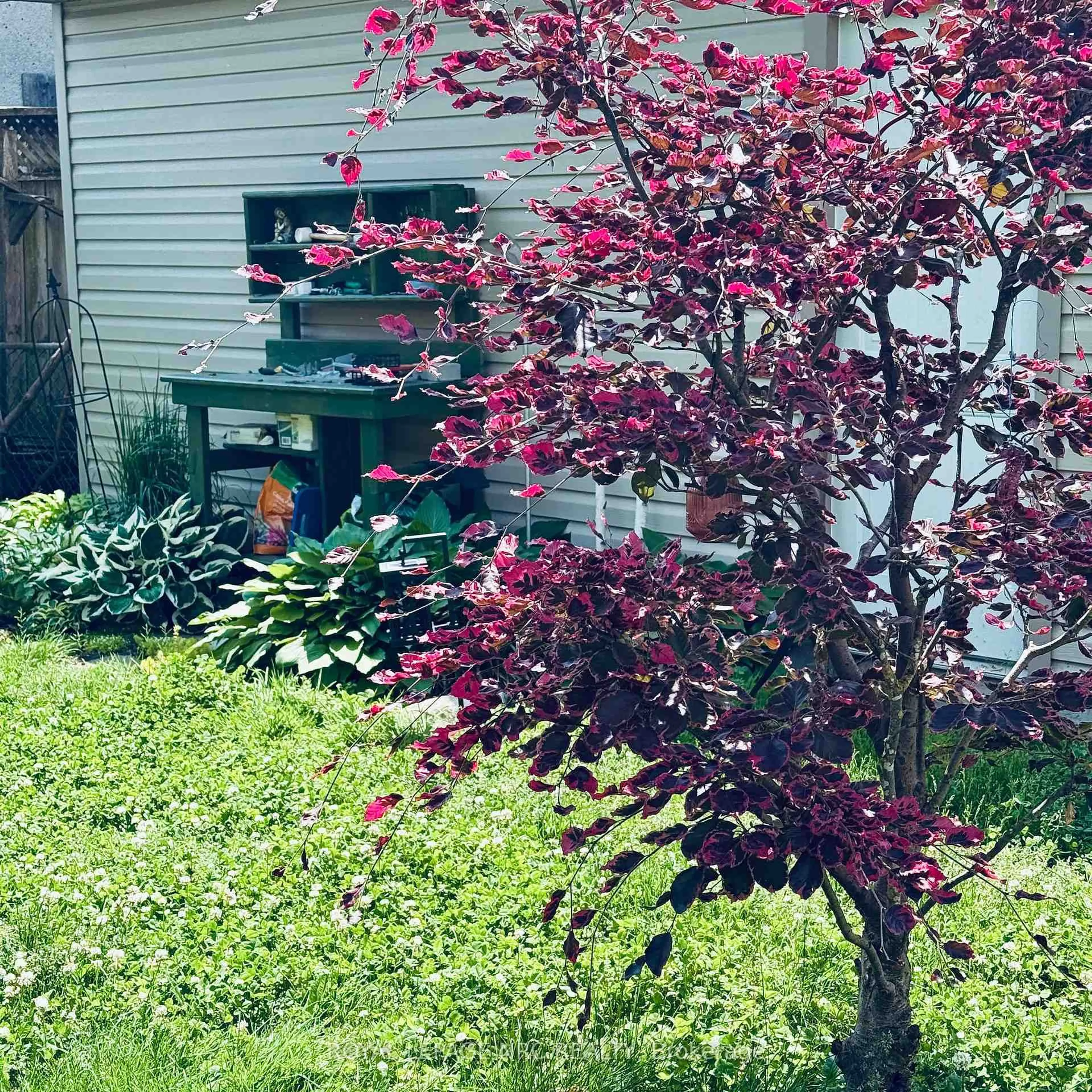 A pic from outside/outdoor area/front of a property/back of a property/a pic from drone, street for 16 Mcghie St, St. Catharines Ontario L2R 5H6