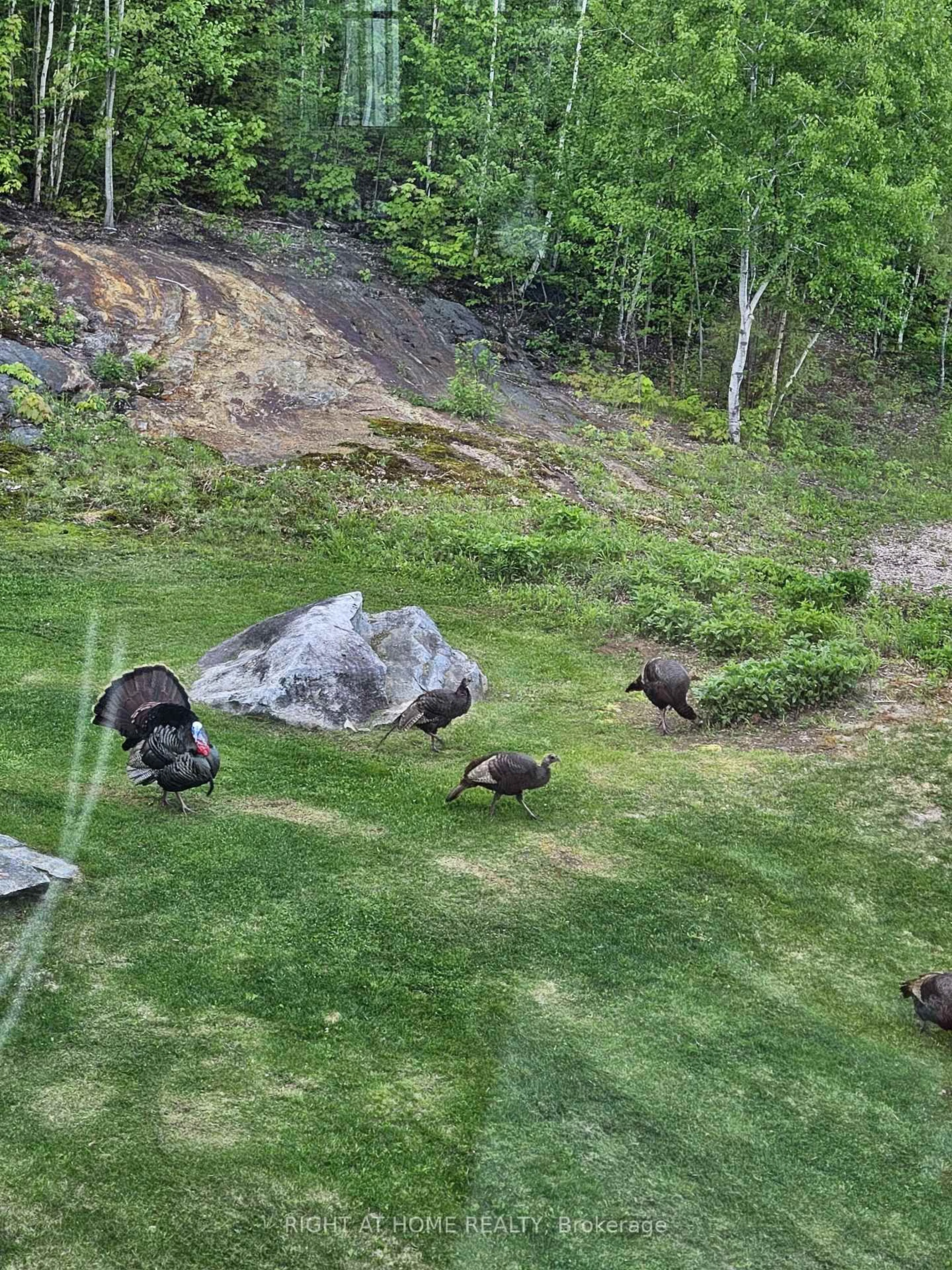Unknown for 1181 Grace River Rd, Dysart et al Ontario K0L 3C0