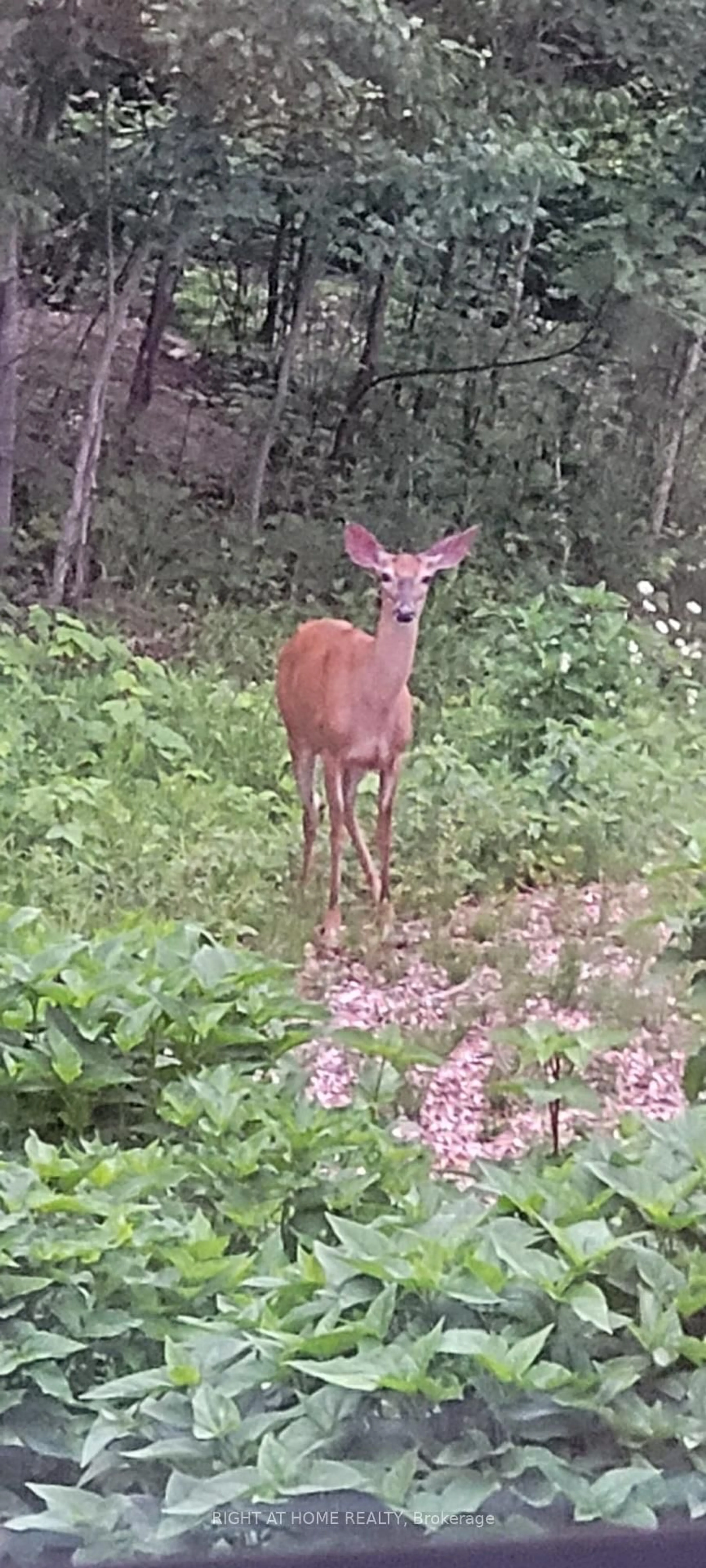 Blurry image for 1181 Grace River Rd, Dysart et al Ontario K0L 3C0