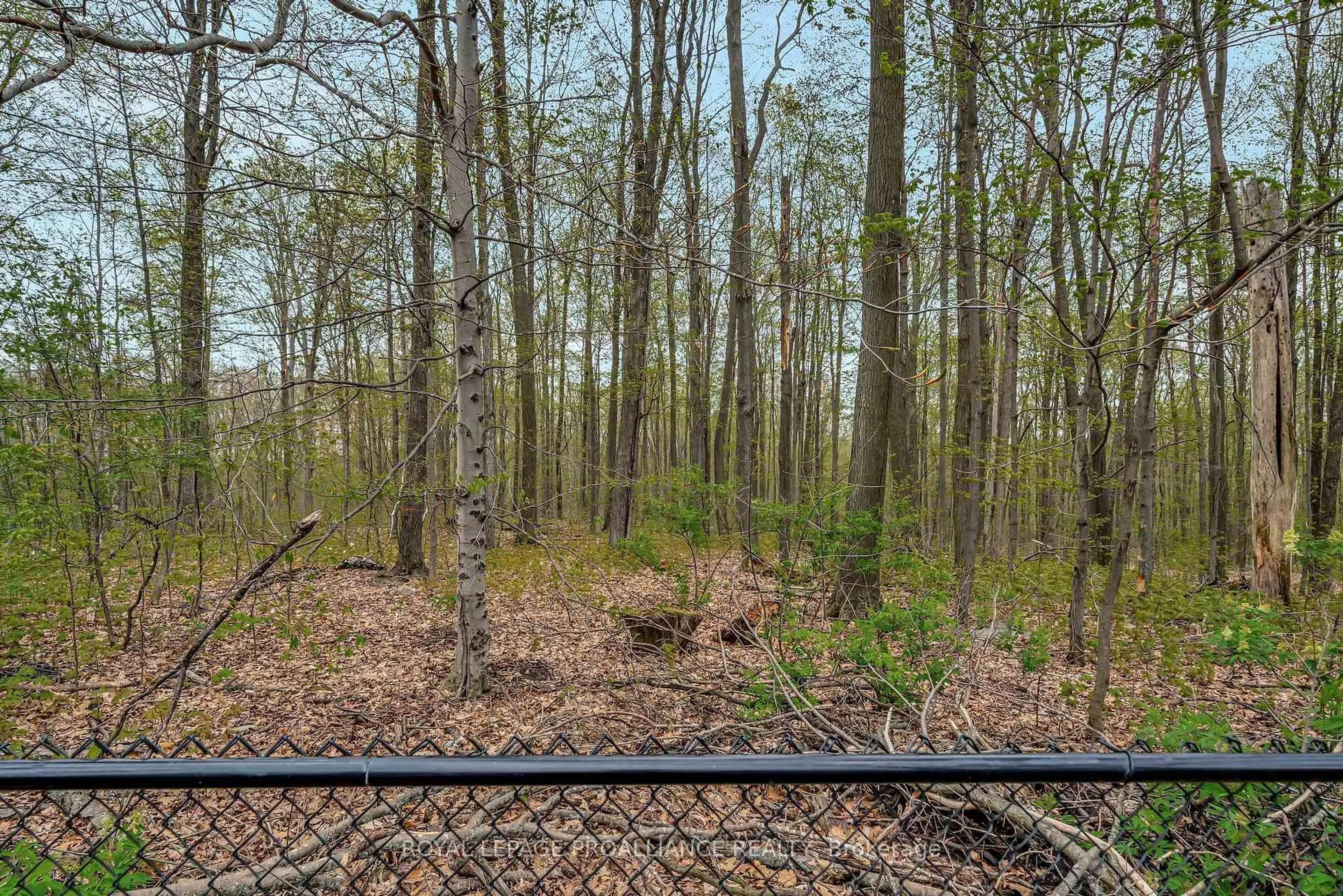 A pic from outside/outdoor area/front of a property/back of a property/a pic from drone, forest/trees view for 158 PINE HILL Cres, Stirling Ontario K0K 3E0