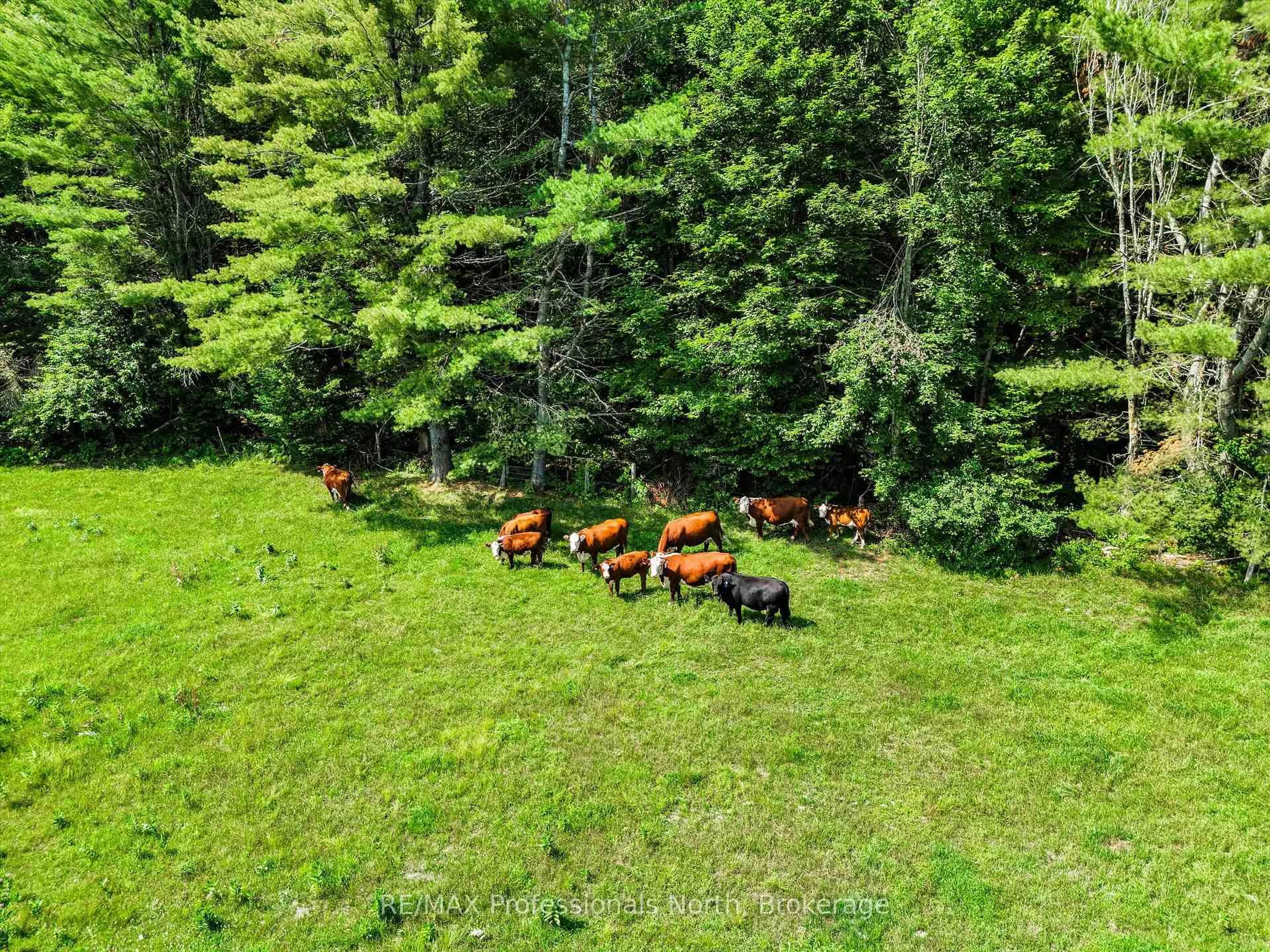 A pic from outside/outdoor area/front of a property/back of a property/a pic from drone, forest/trees view for 1069 Kirk Line, Bracebridge Ontario P1L 0A1