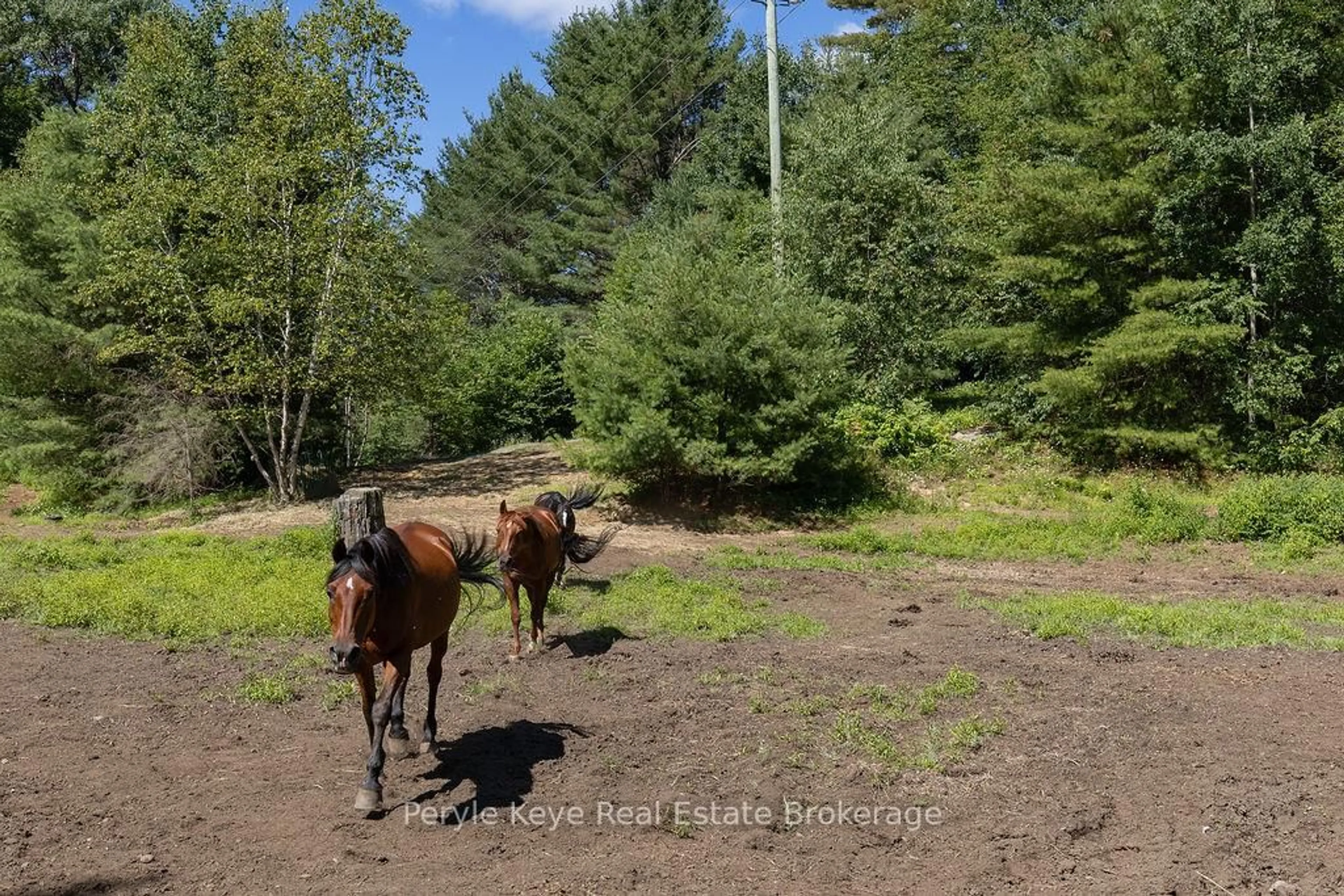 A pic from outside/outdoor area/front of a property/back of a property/a pic from drone, forest/trees view for 2322 Old Muskoka Rd, Huntsville Ontario P0B 1M0