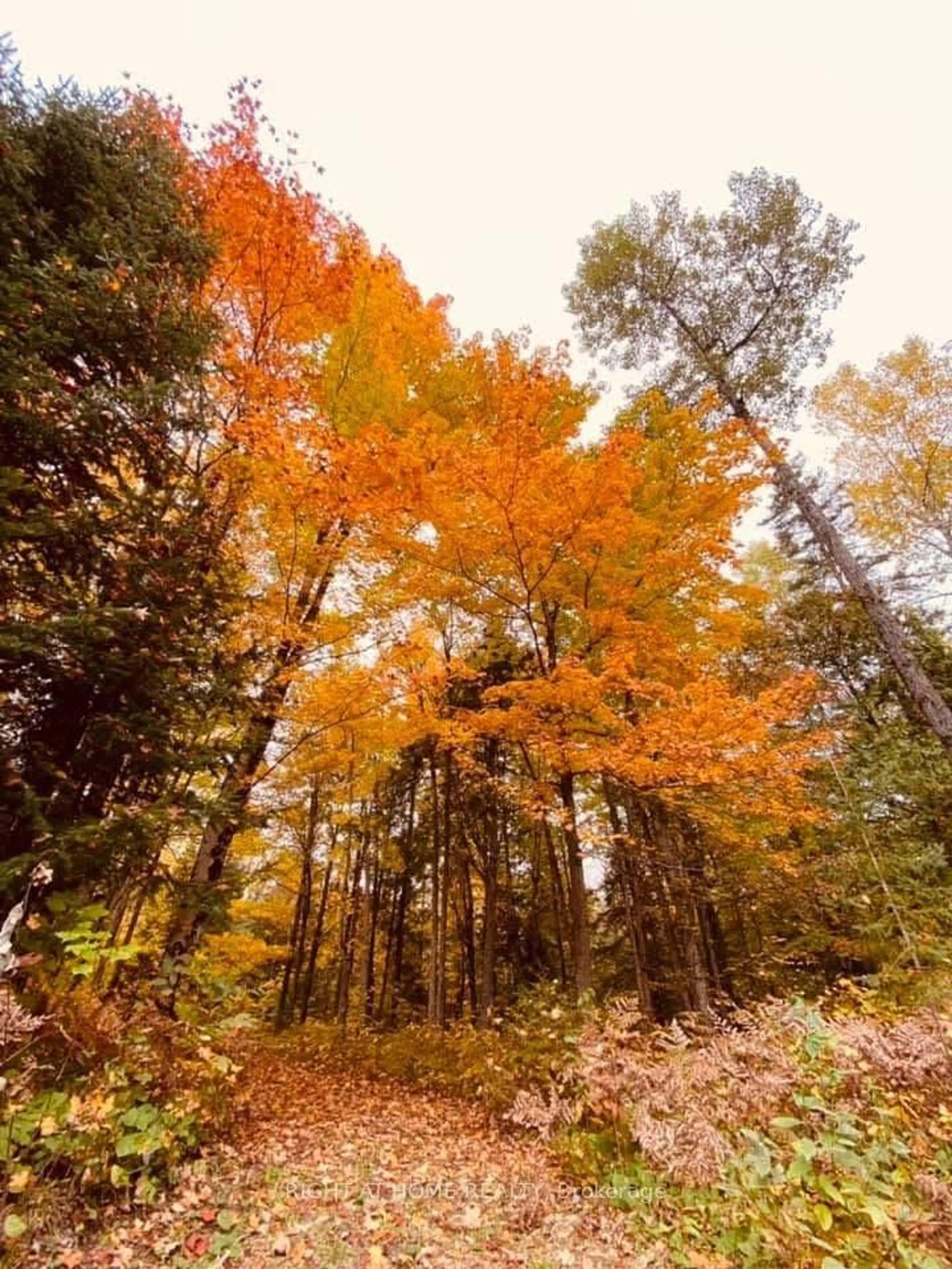 Blurry image for 2358 County Rd, Kawartha Lakes Ontario K0M 2B0