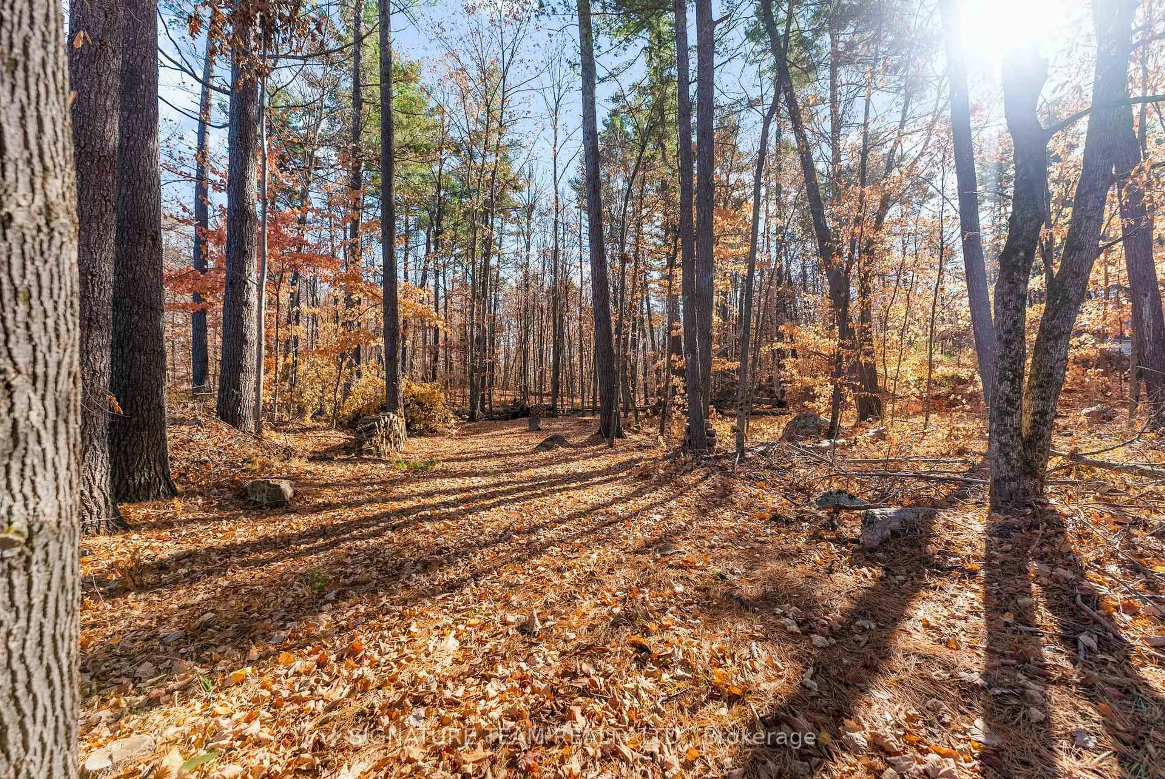 A pic from outside/outdoor area/front of a property/back of a property/a pic from drone, forest/trees view for 368 Rocky Point Dr, Golden Lake Ontario K0J 1X0