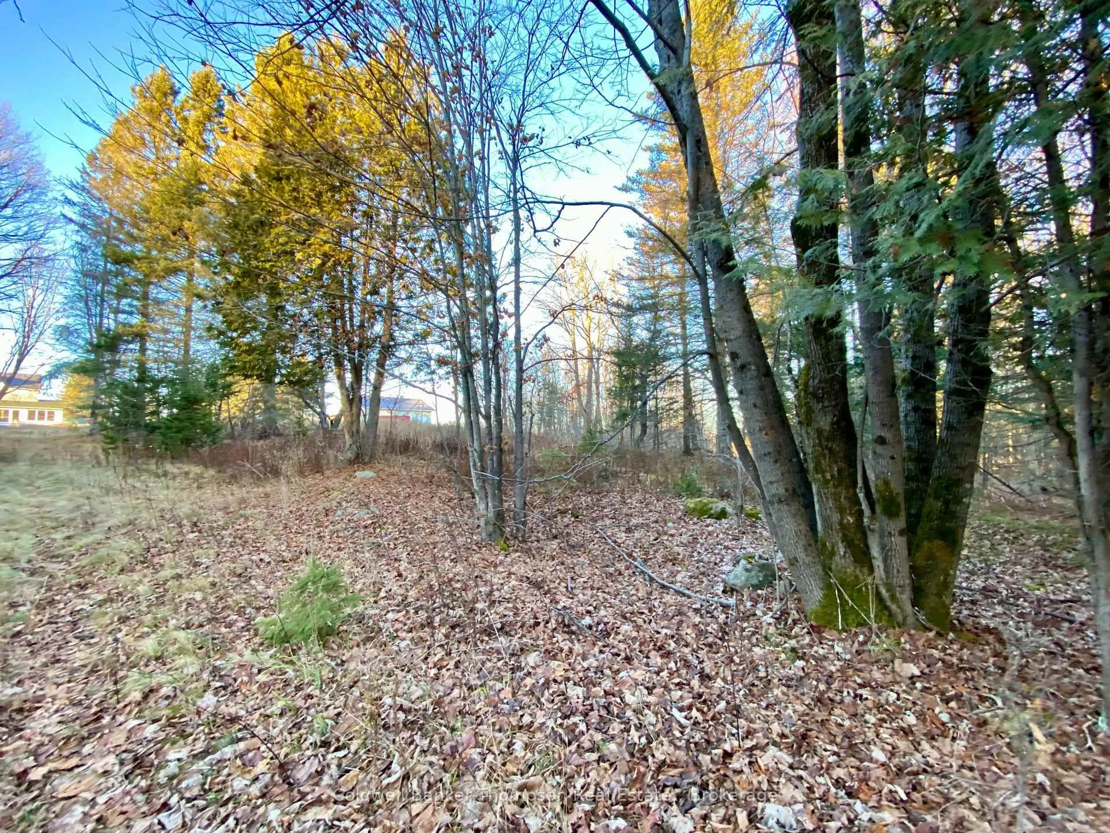 A pic from outside/outdoor area/front of a property/back of a property/a pic from drone, forest/trees view for 46 Spur Rd, Parry Sound Remote Area Ontario P0H 1S0