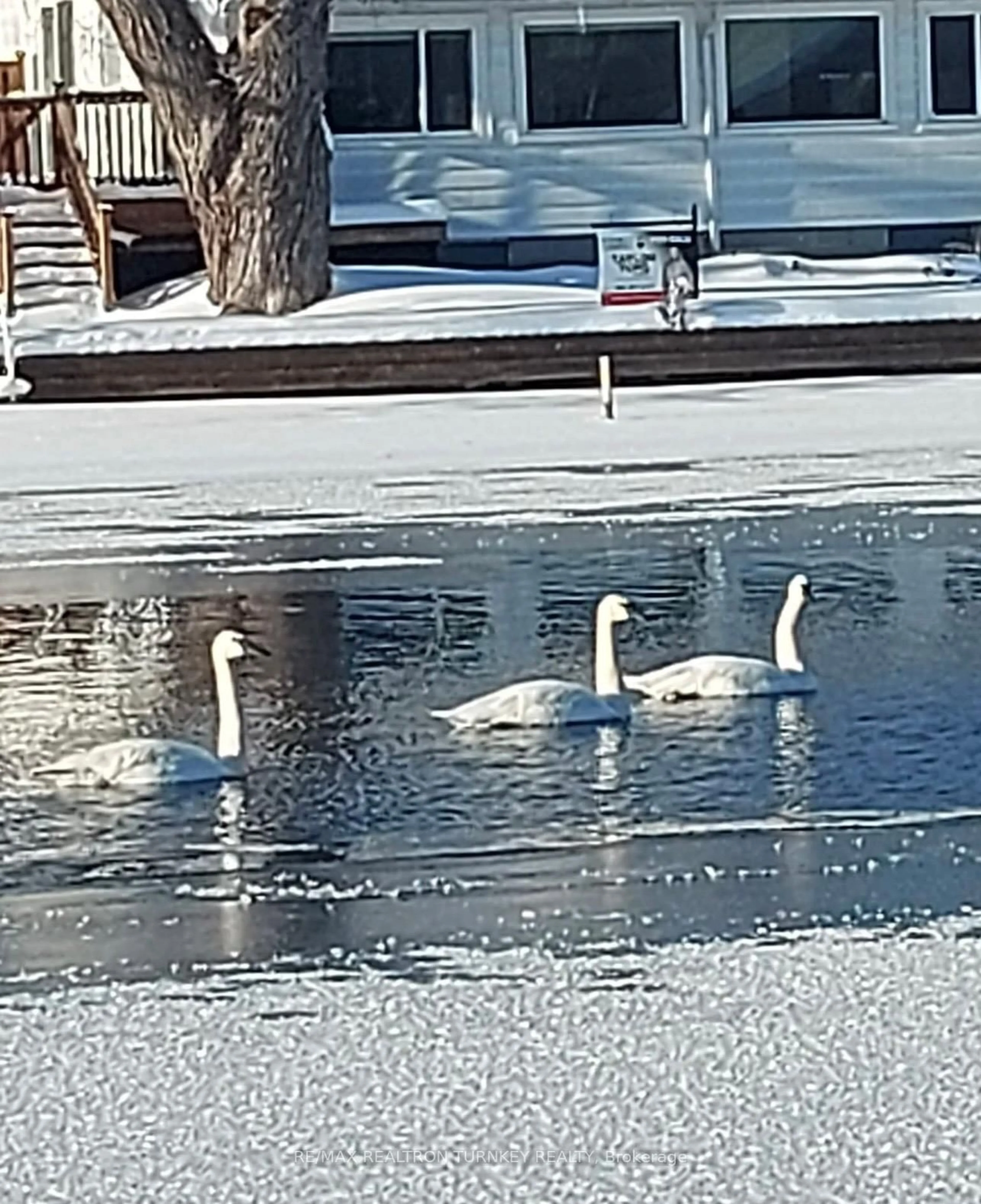 Pool for 15 North Water St, Kawartha Lakes Ontario K0M 1K0