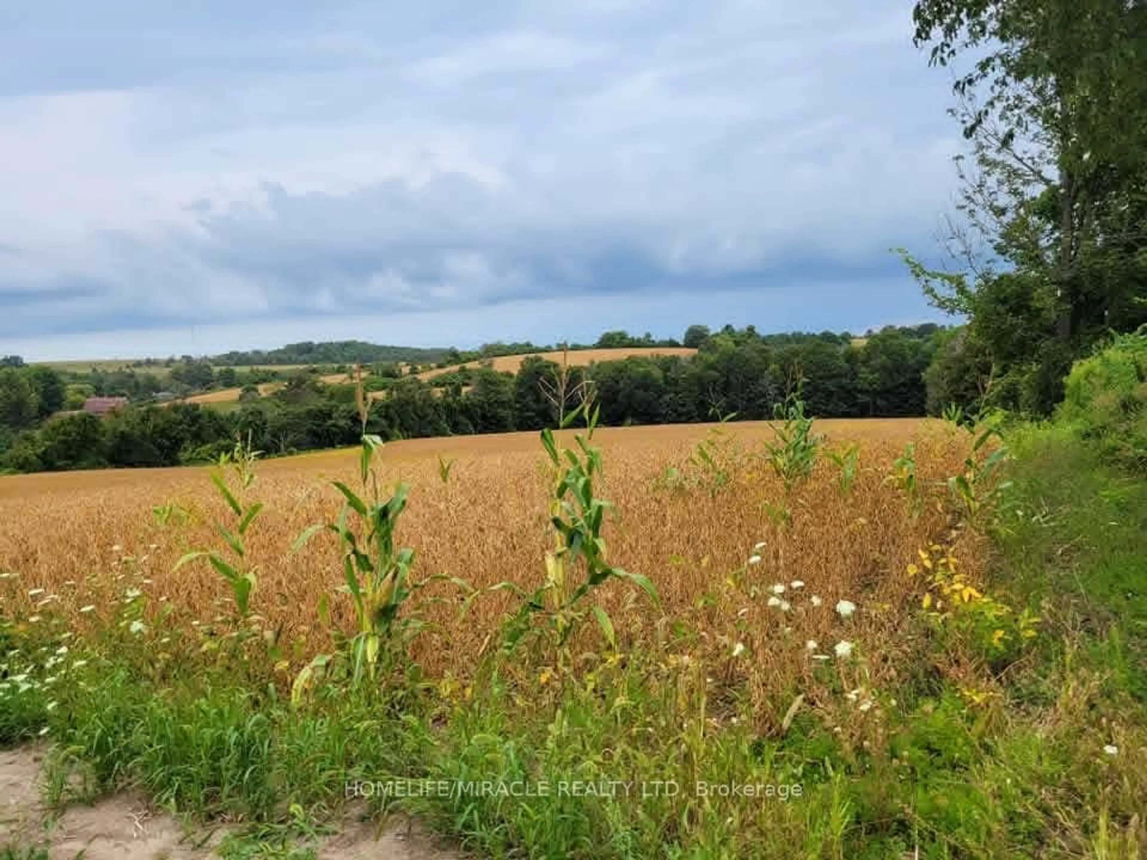 A pic from outside/outdoor area/front of a property/back of a property/a pic from drone, forest/trees view for 979 County Rd 30 Rd, Brighton Ontario K0K 1H0