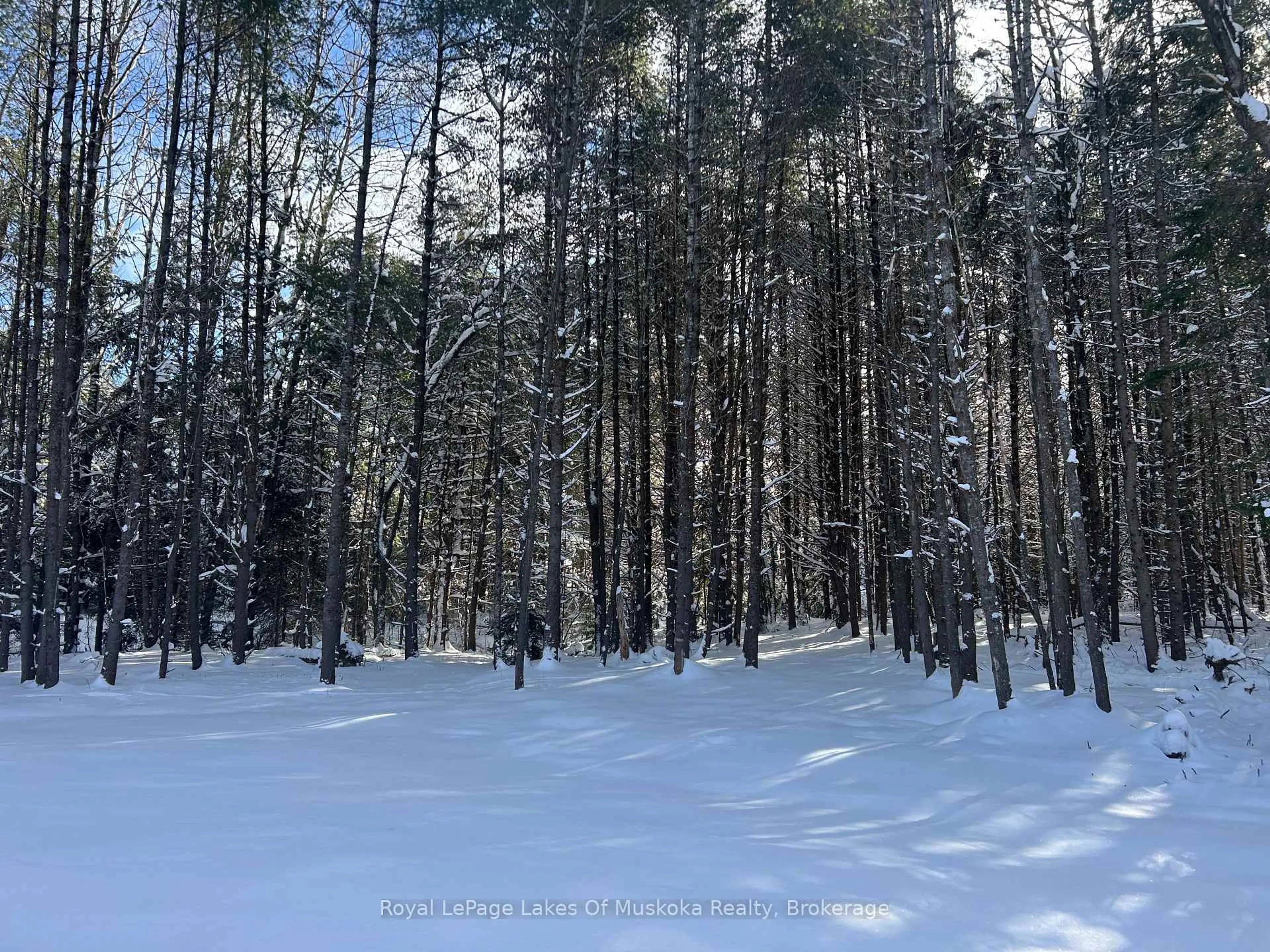 Blurry image for 286 Clearwater Lake Rd, Huntsville Ontario P0B 1L0