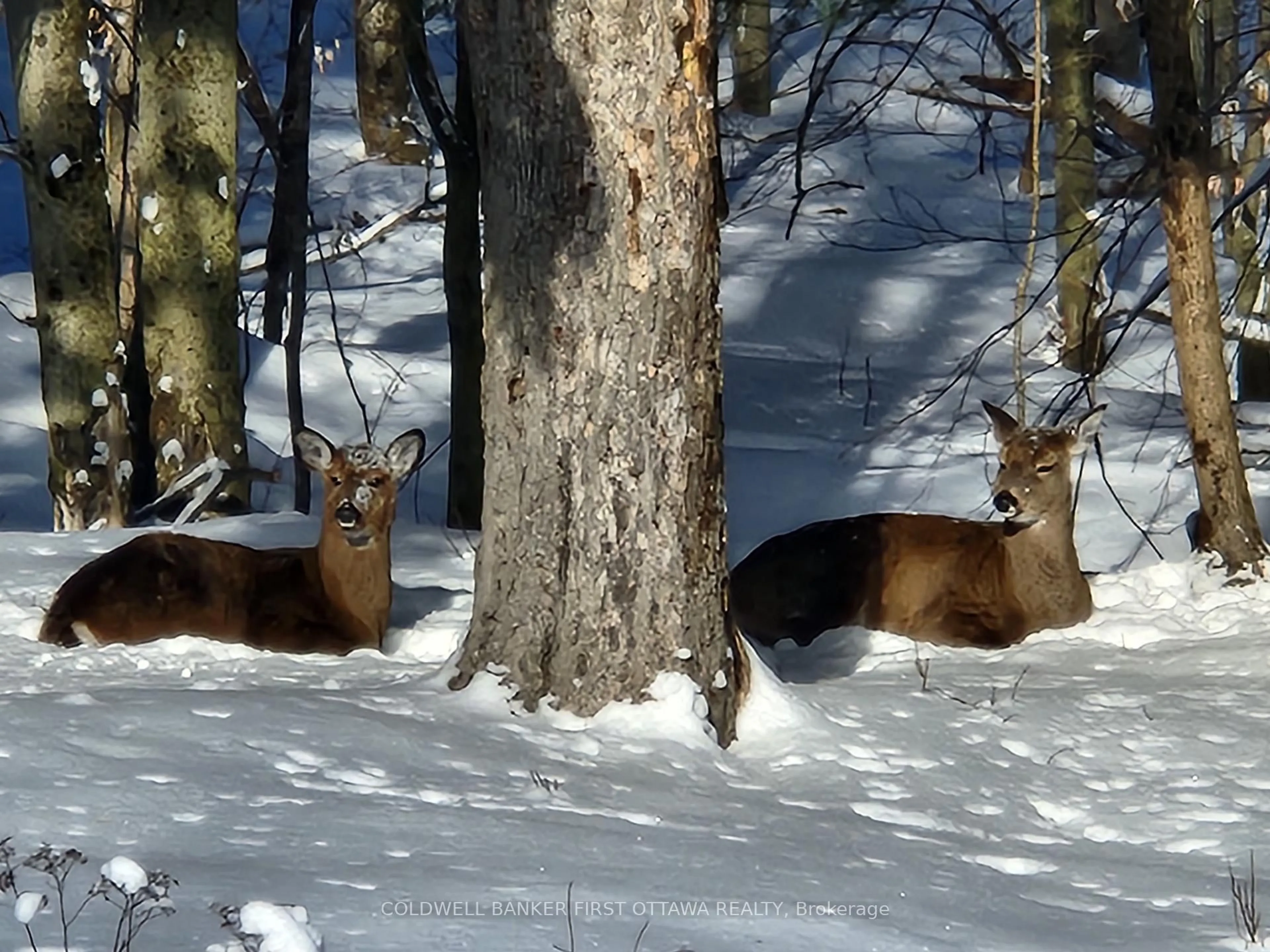 Blurry image for 155 Maplebush Tr, Perth Ontario K7H 3C7