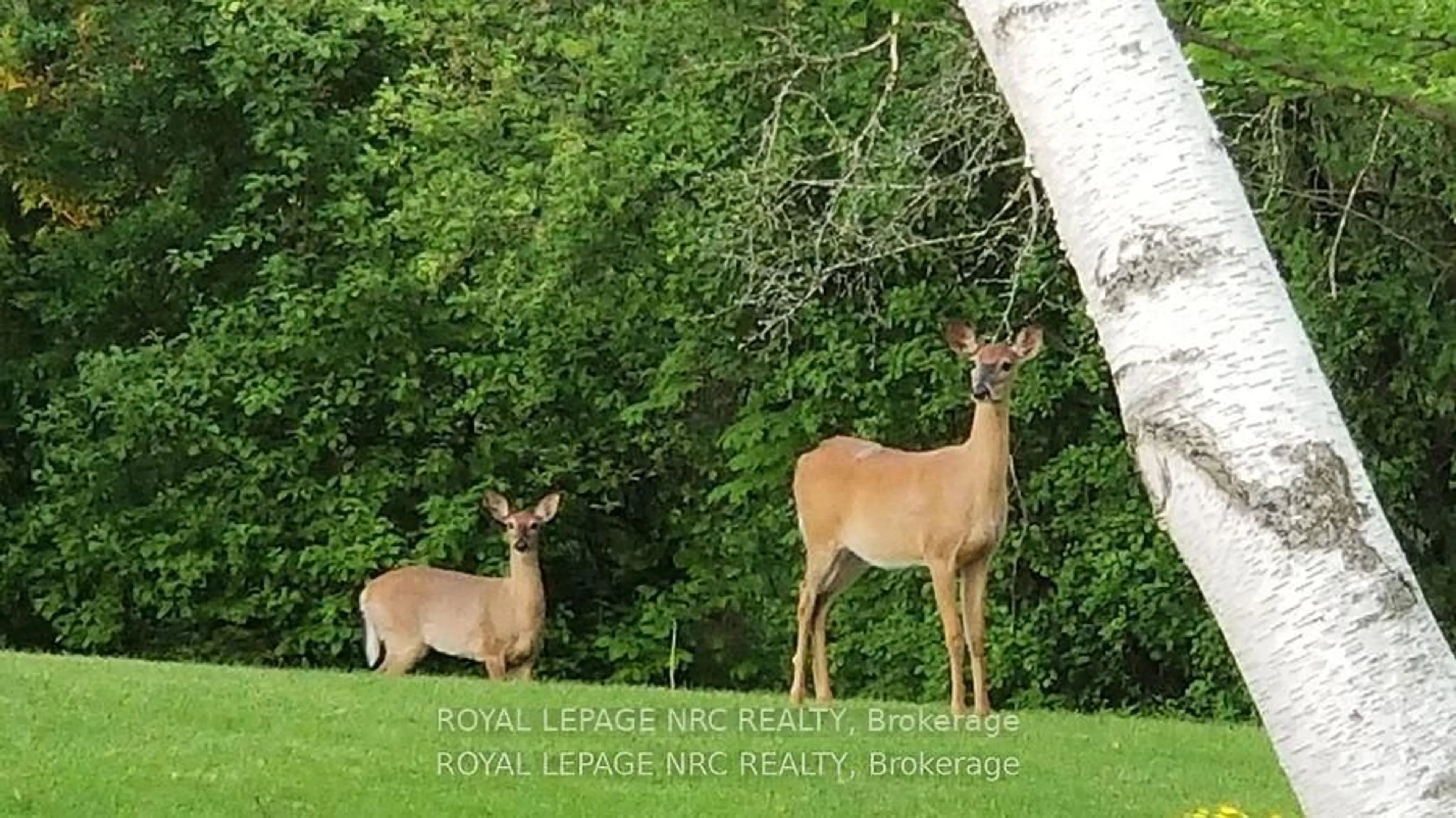 Blurry image for 81 Riverview Blvd, St. Catharines Ontario L2T 3L9