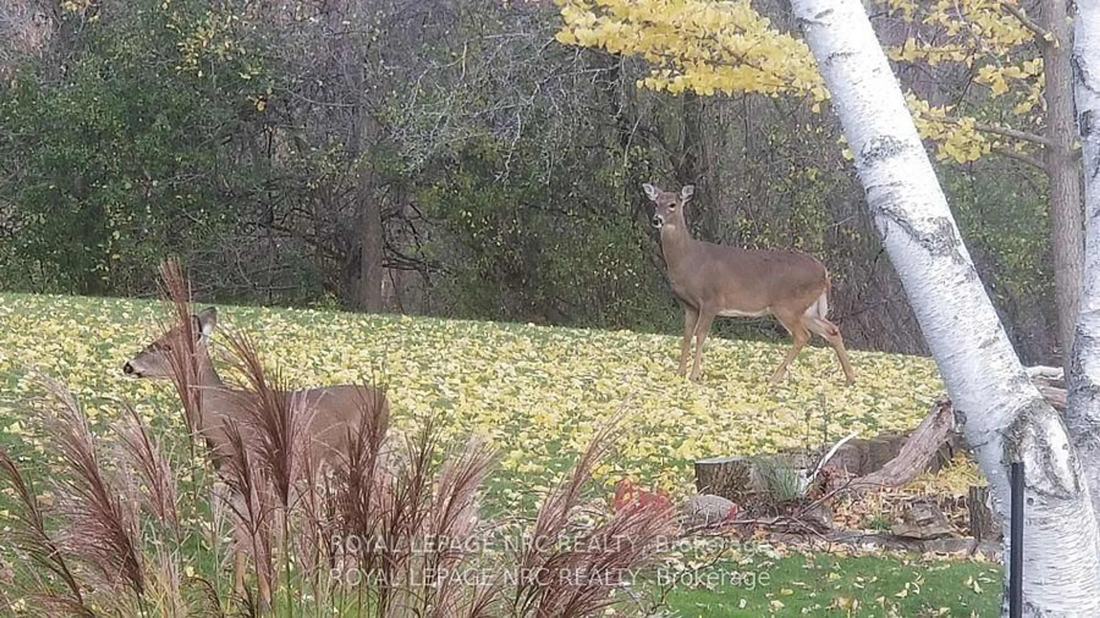 Blurry image for 81 Riverview Blvd, St. Catharines Ontario L2T 3L9