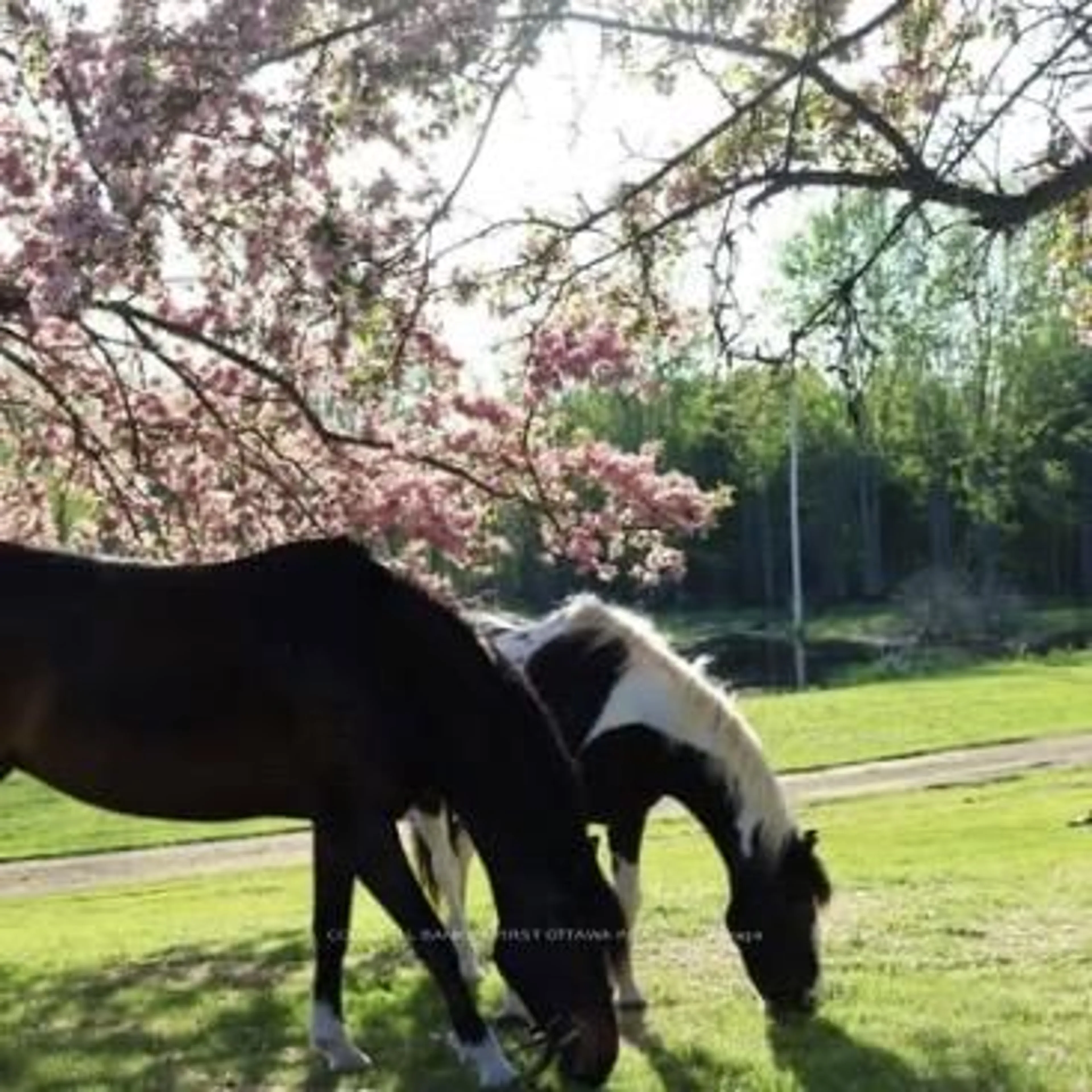 Blurry image for 3750 Bass Rd, Rideau Lakes Ontario K0G 1L0