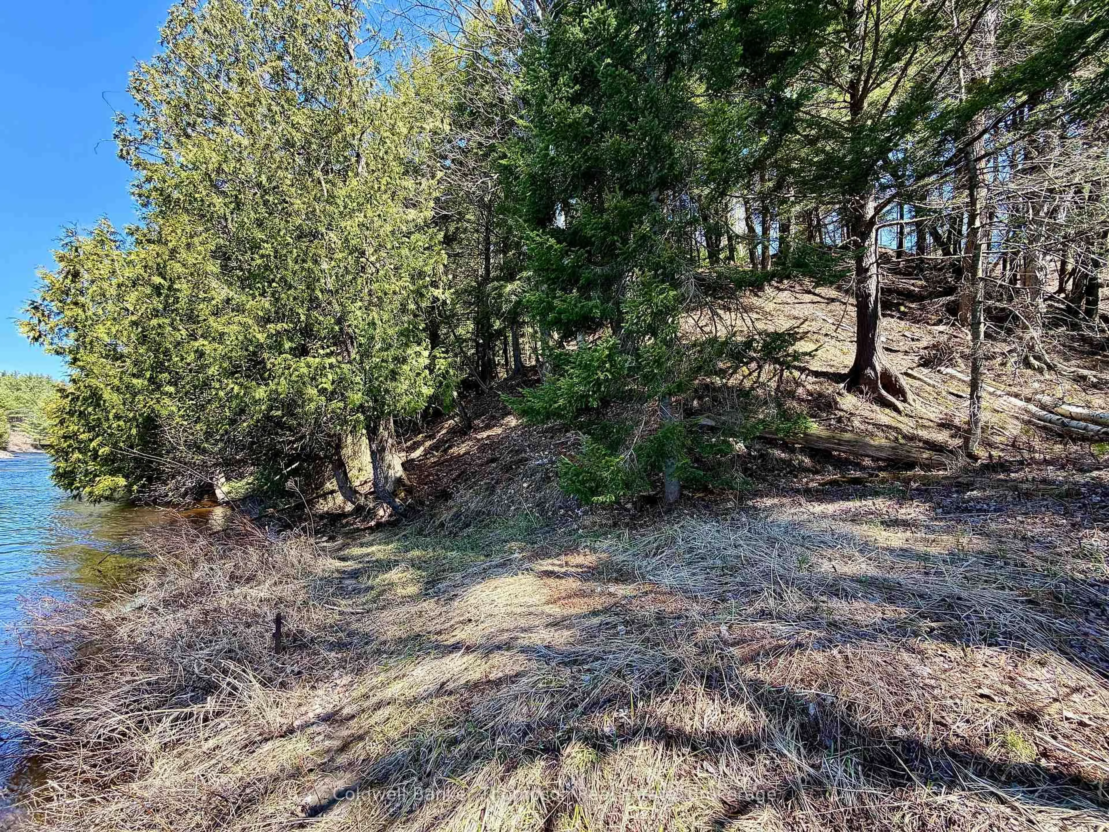 A pic from outside/outdoor area/front of a property/back of a property/a pic from drone, forest/trees view for 145 Front St, Bracebridge Ontario P1L 1J7