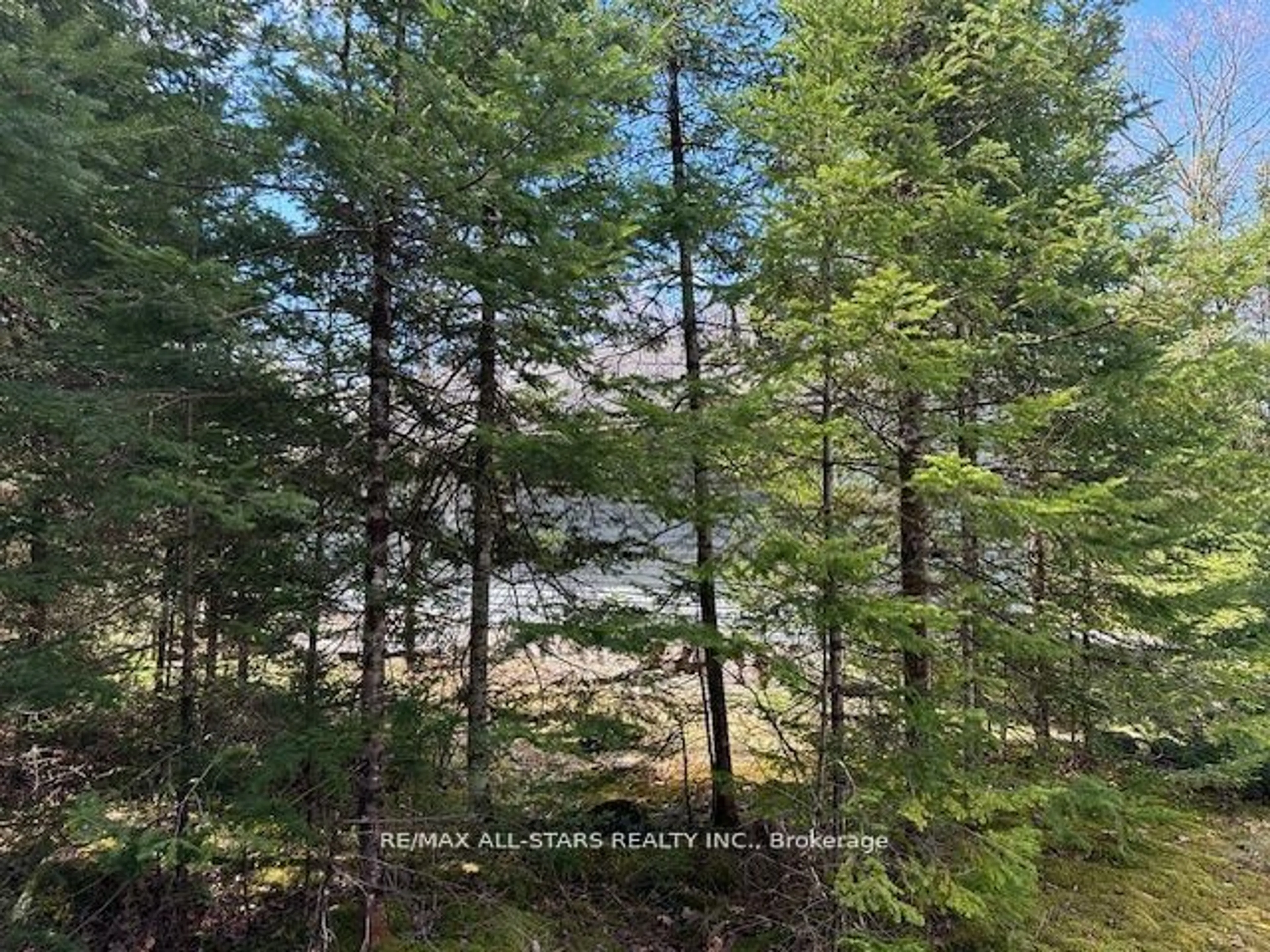 A pic from outside/outdoor area/front of a property/back of a property/a pic from drone, forest/trees view for 33 Edwina Dr, Trent Lakes Ontario K0M 1A0