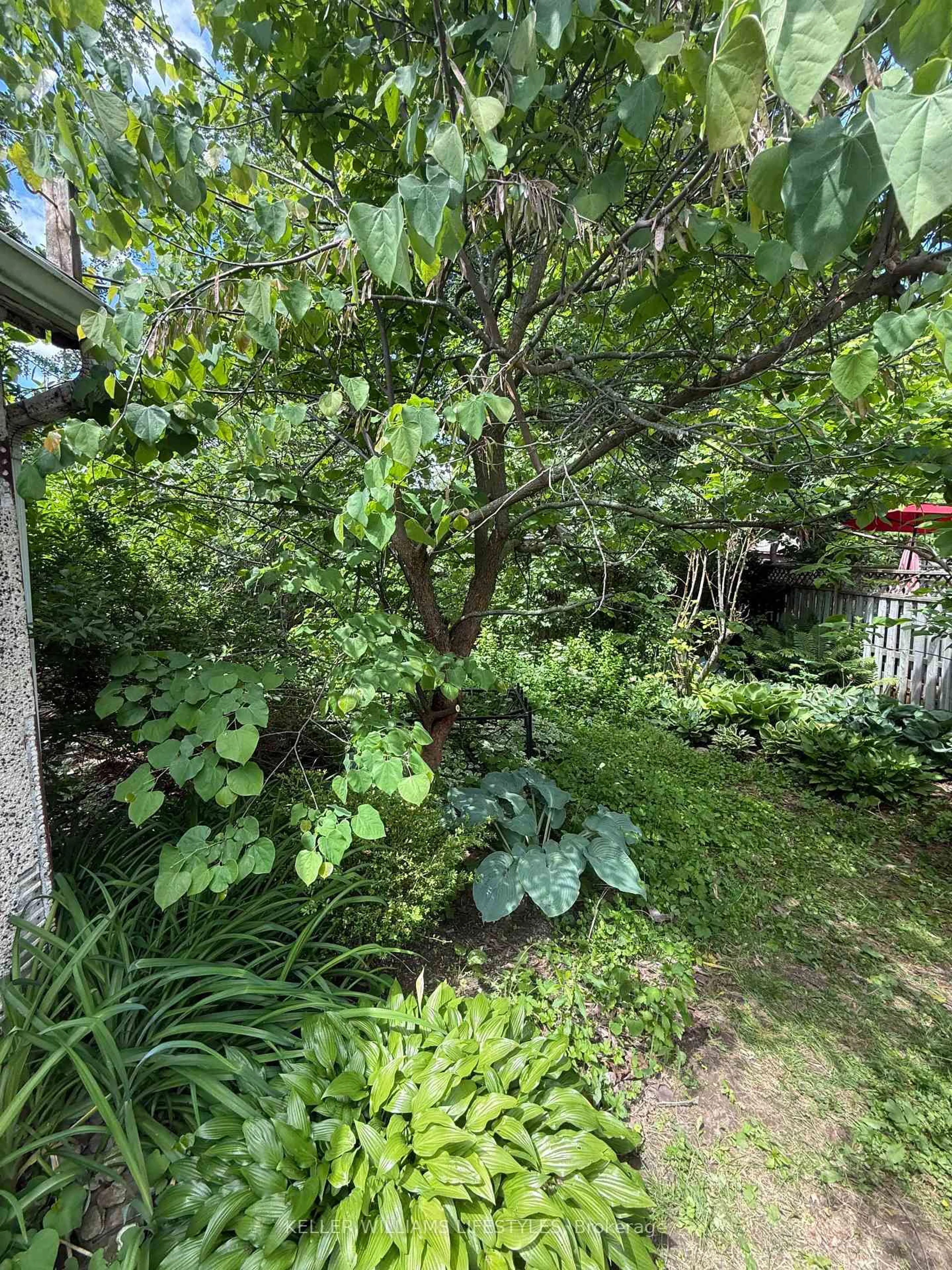 A pic from outside/outdoor area/front of a property/back of a property/a pic from drone, forest/trees view for 15 Lyndhurst Pl, London South Ontario N6C 4H7