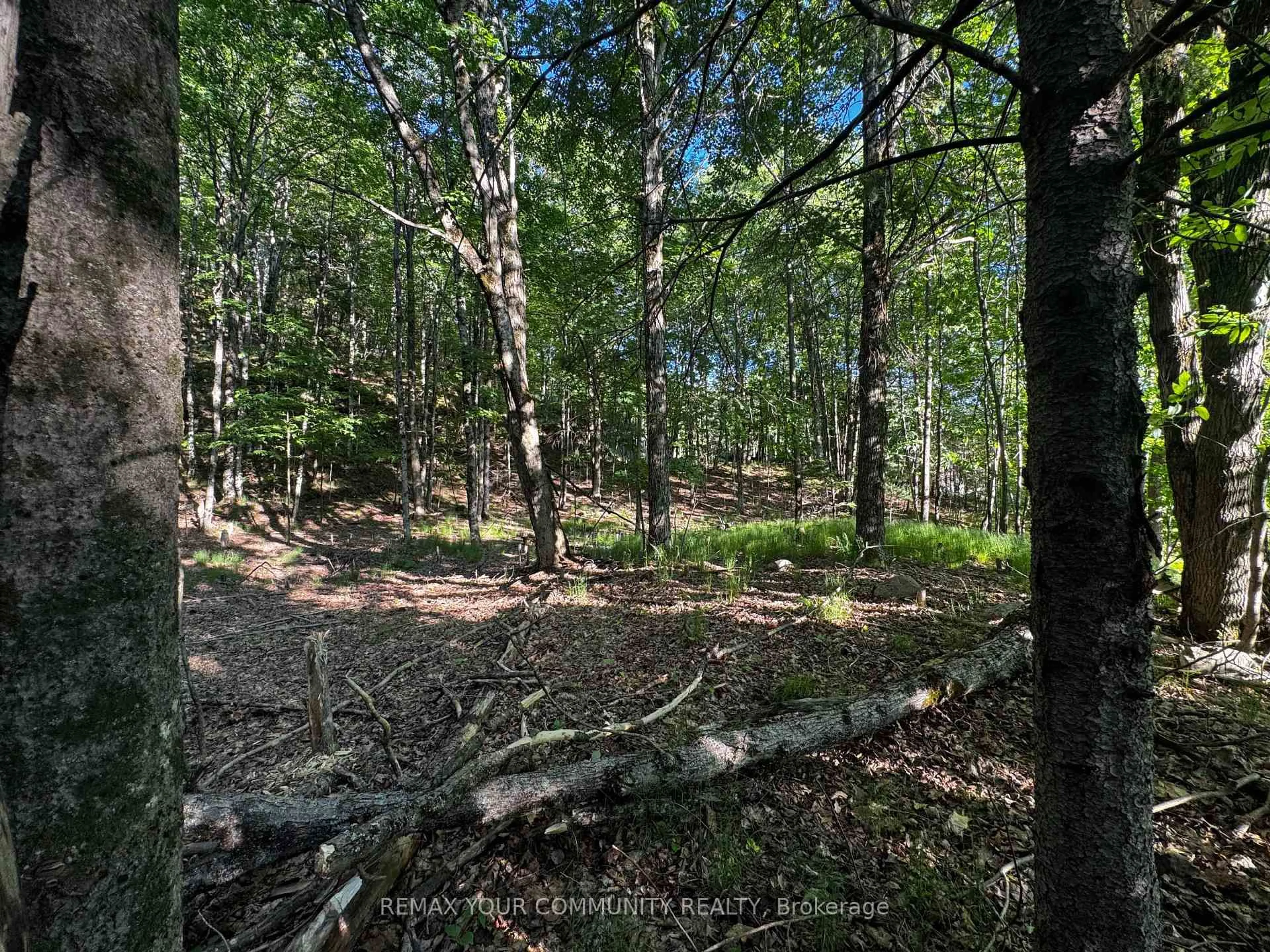 A pic from outside/outdoor area/front of a property/back of a property/a pic from drone, forest/trees view for 1025 Meadowview Rd, Dysart et al Ontario K0M 1S0