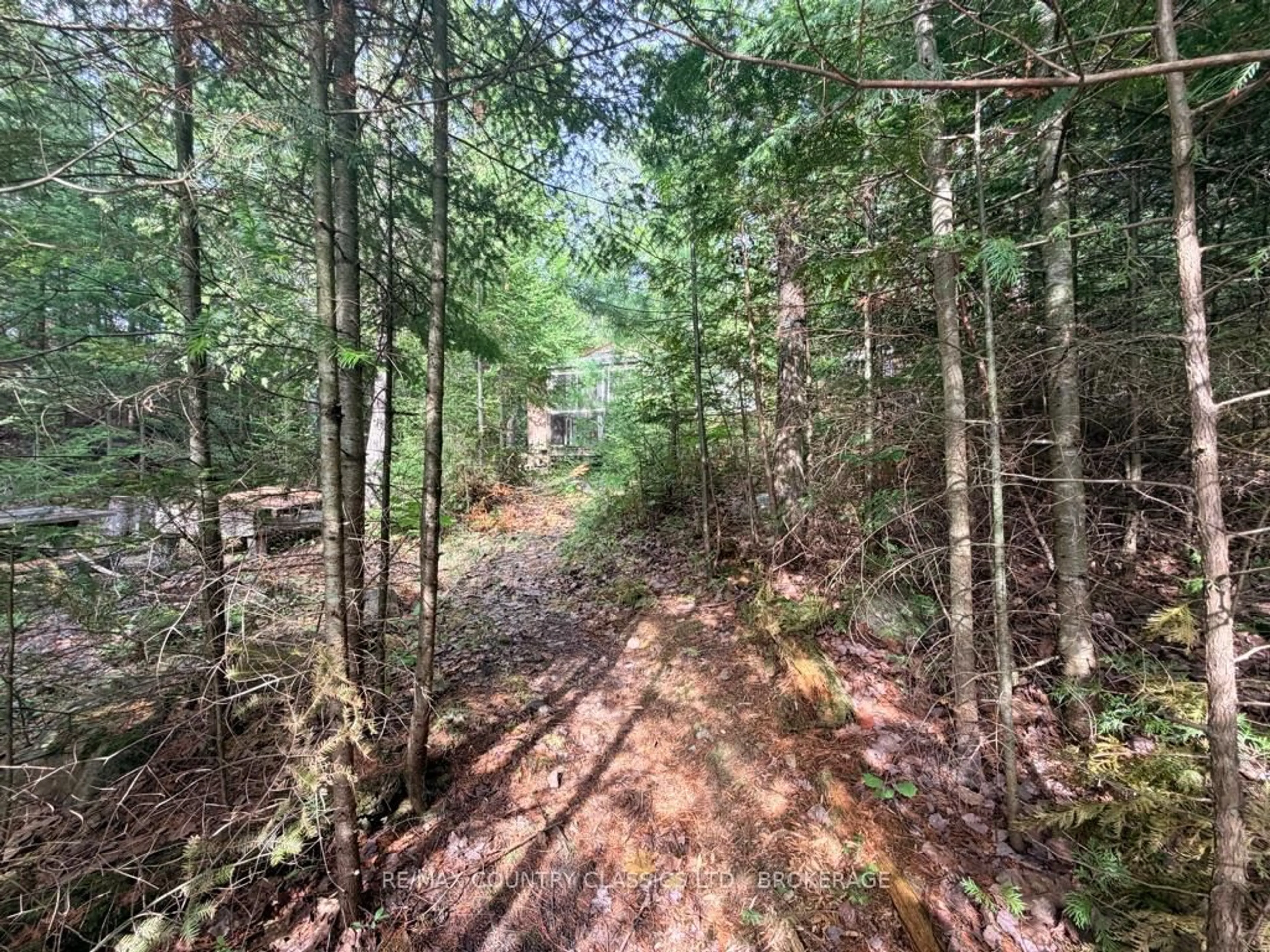 A pic from outside/outdoor area/front of a property/back of a property/a pic from drone, forest/trees view for 860 Mazinaw Lake, Cloyne Ontario K0H 1K0