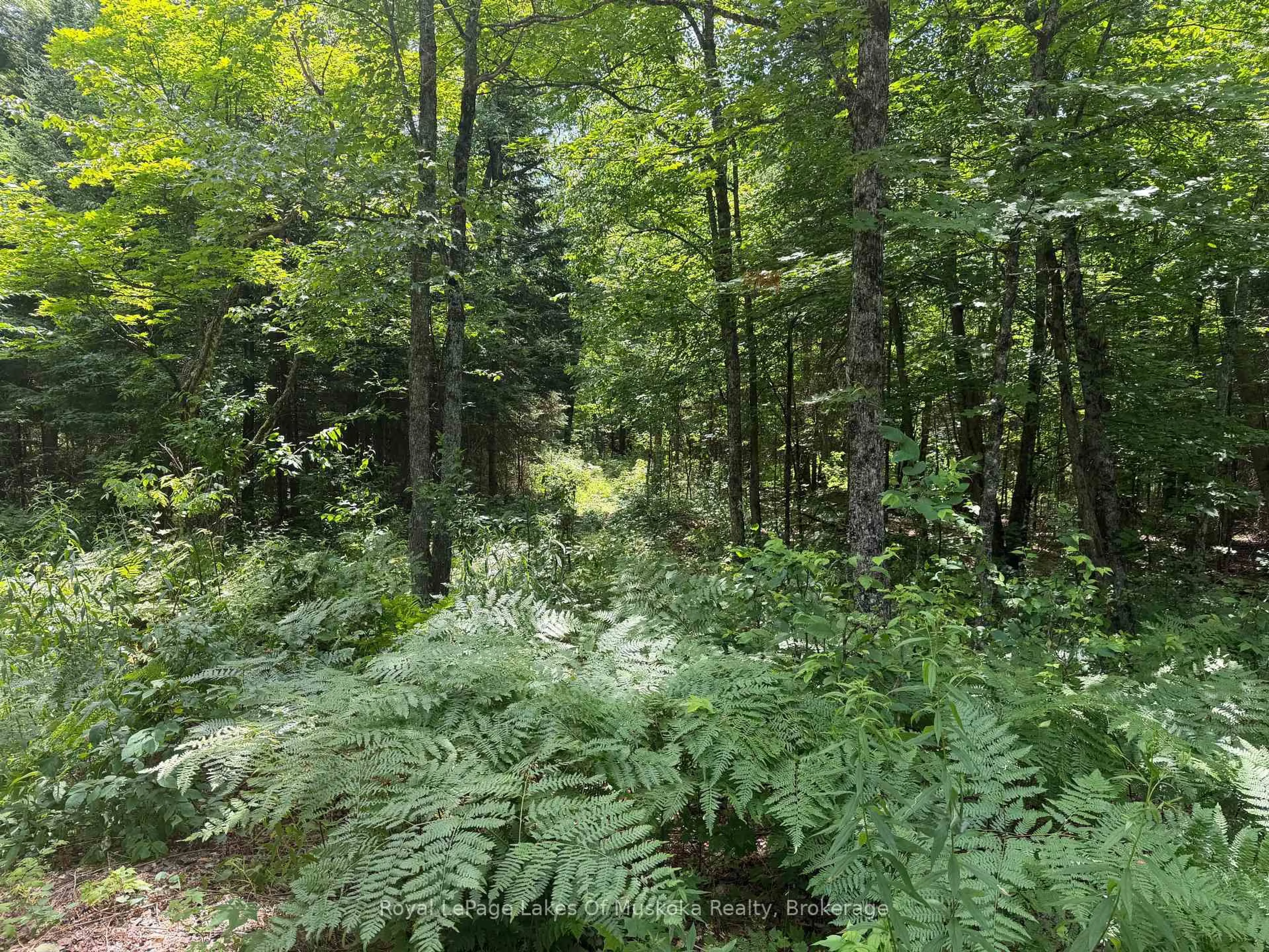 A pic from outside/outdoor area/front of a property/back of a property/a pic from drone, forest/trees view for 0 Axe Lake Rd, McMurrich/Monteith Ontario P0A 1X0