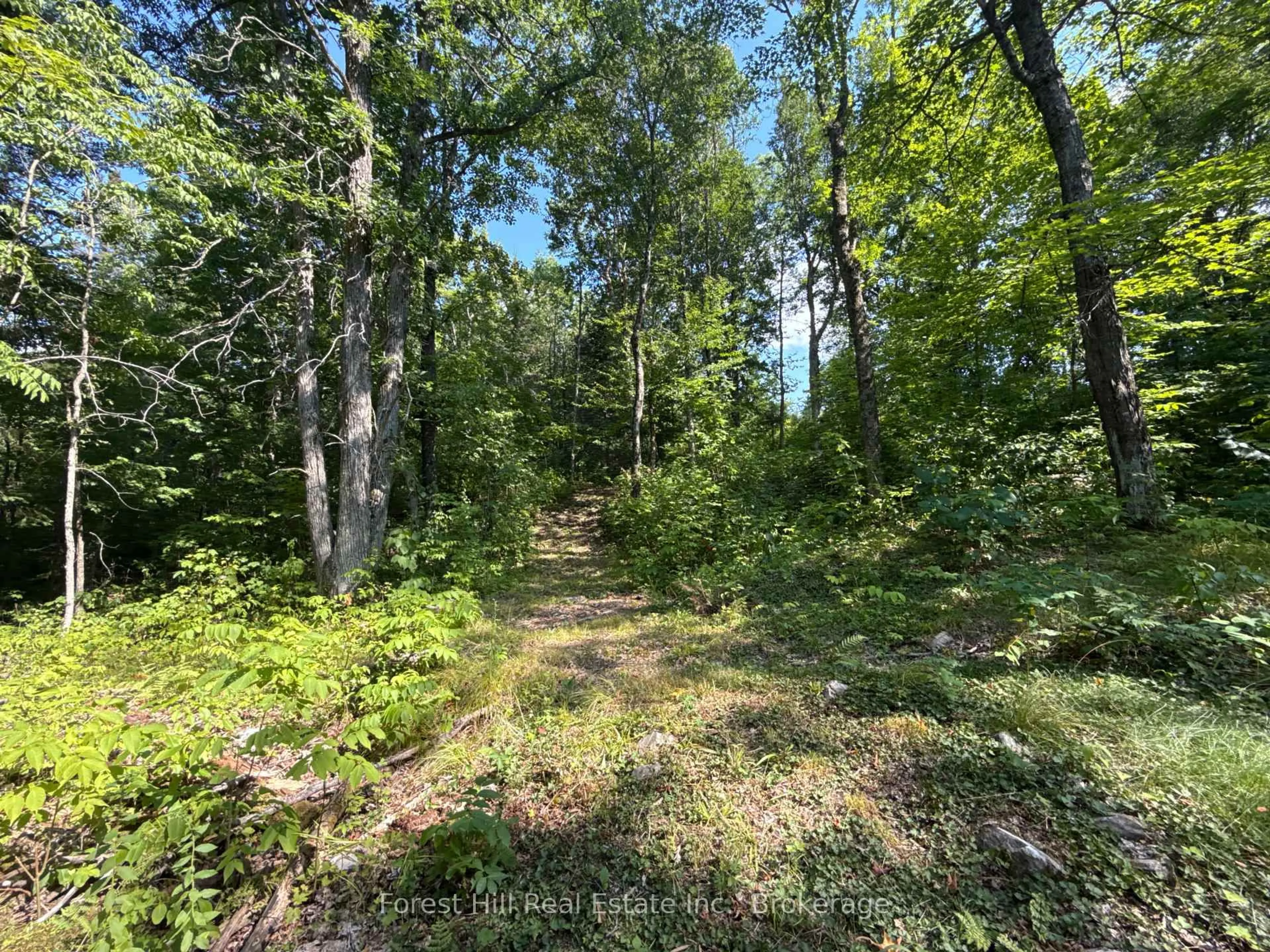 A pic from outside/outdoor area/front of a property/back of a property/a pic from drone, forest/trees view for 832 East Rd, Parry Sound Remote Area Ontario P0H 1S0