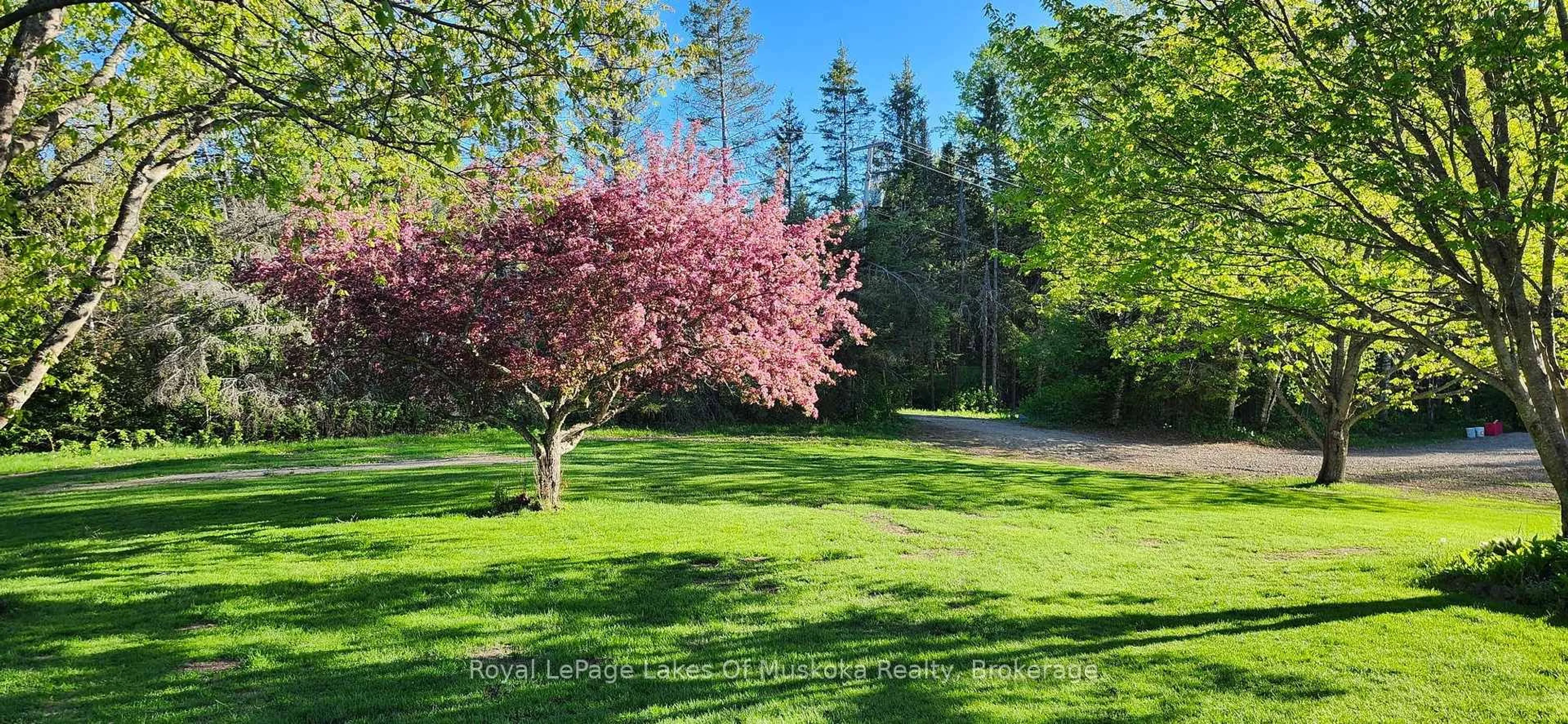 A pic from outside/outdoor area/front of a property/back of a property/a pic from drone, forest/trees view for 341 Woods Rd, Armour Ontario P0A 1C0