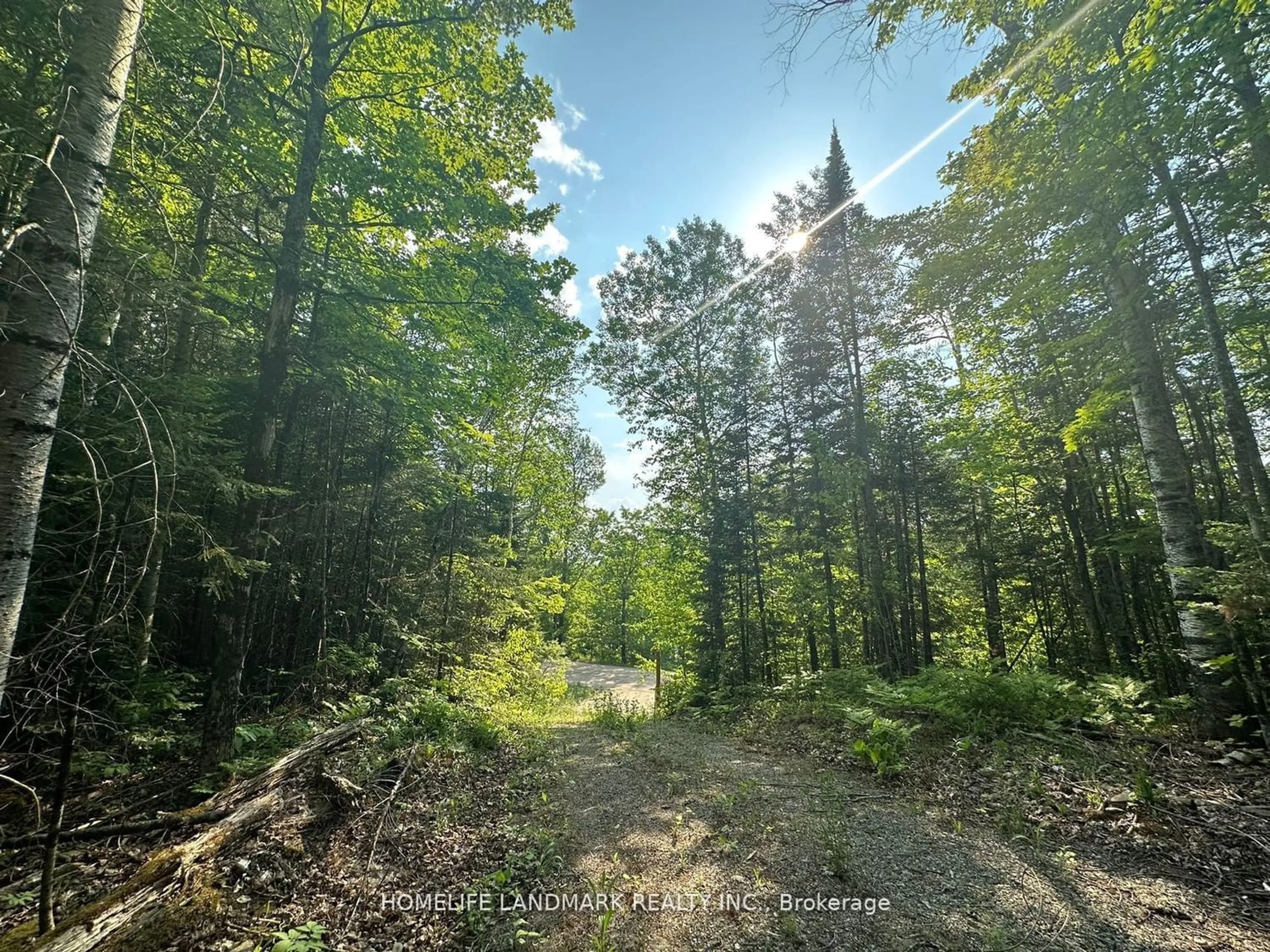 Forest view for 2820 Glamour Lake Rd, Highlands East Ontario K0M 1R0
