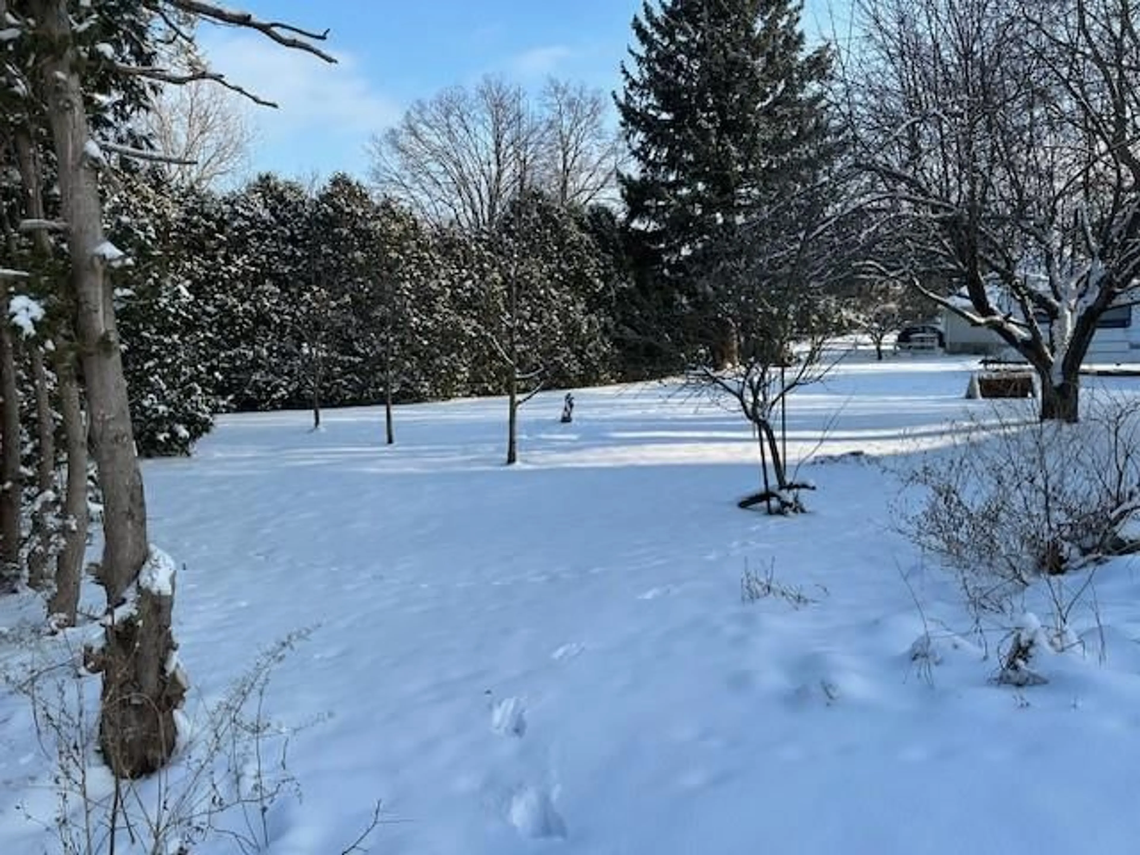 A pic from outside/outdoor area/front of a property/back of a property/a pic from drone, forest/trees view for 8111 SYDENHAM St, Brooke-Alvinston Ontario N0N 1A0