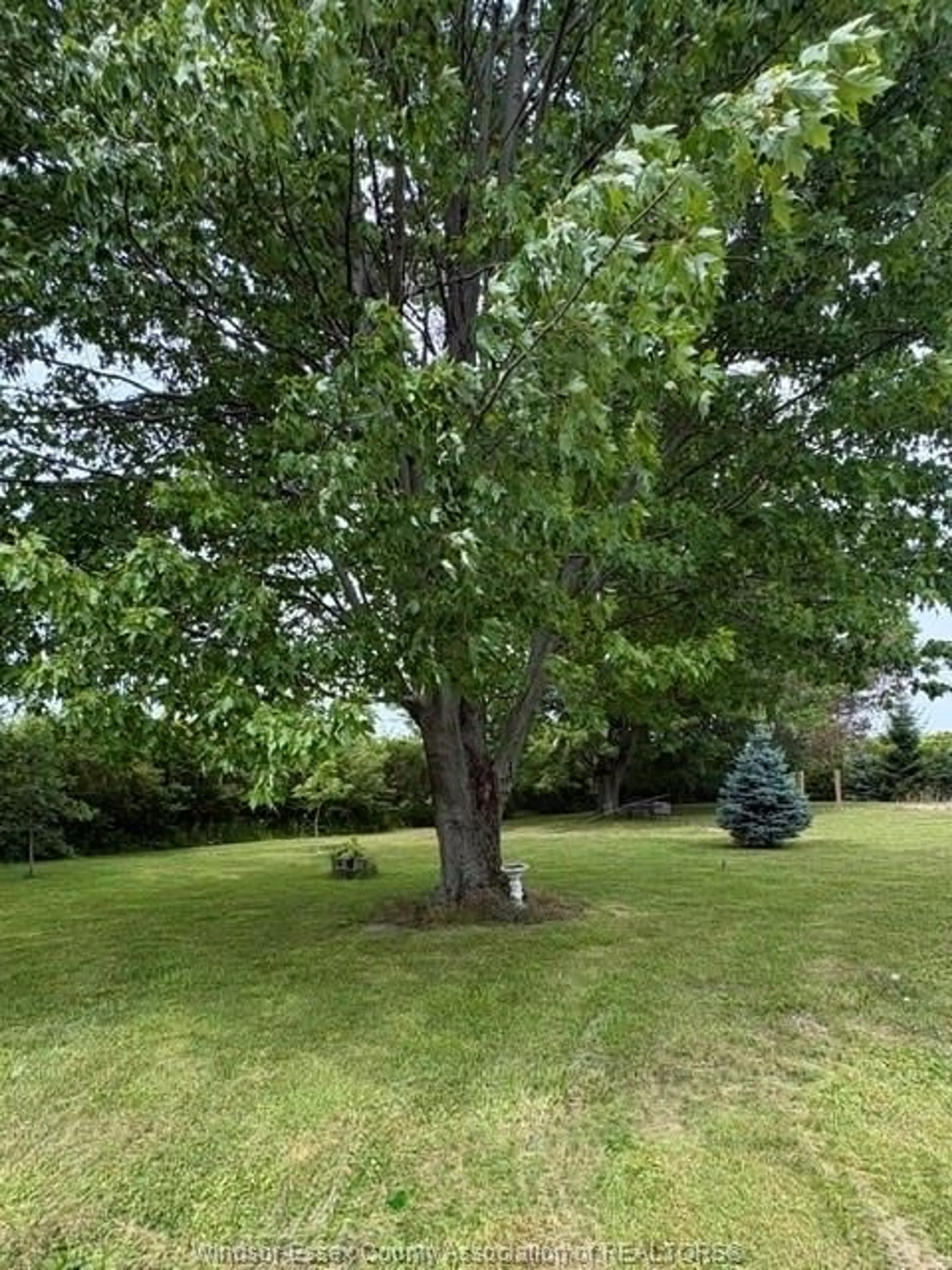 A pic from outside/outdoor area/front of a property/back of a property/a pic from drone, forest/trees view for 949 East West Rd, Pelee Island Ontario N0R 1M0