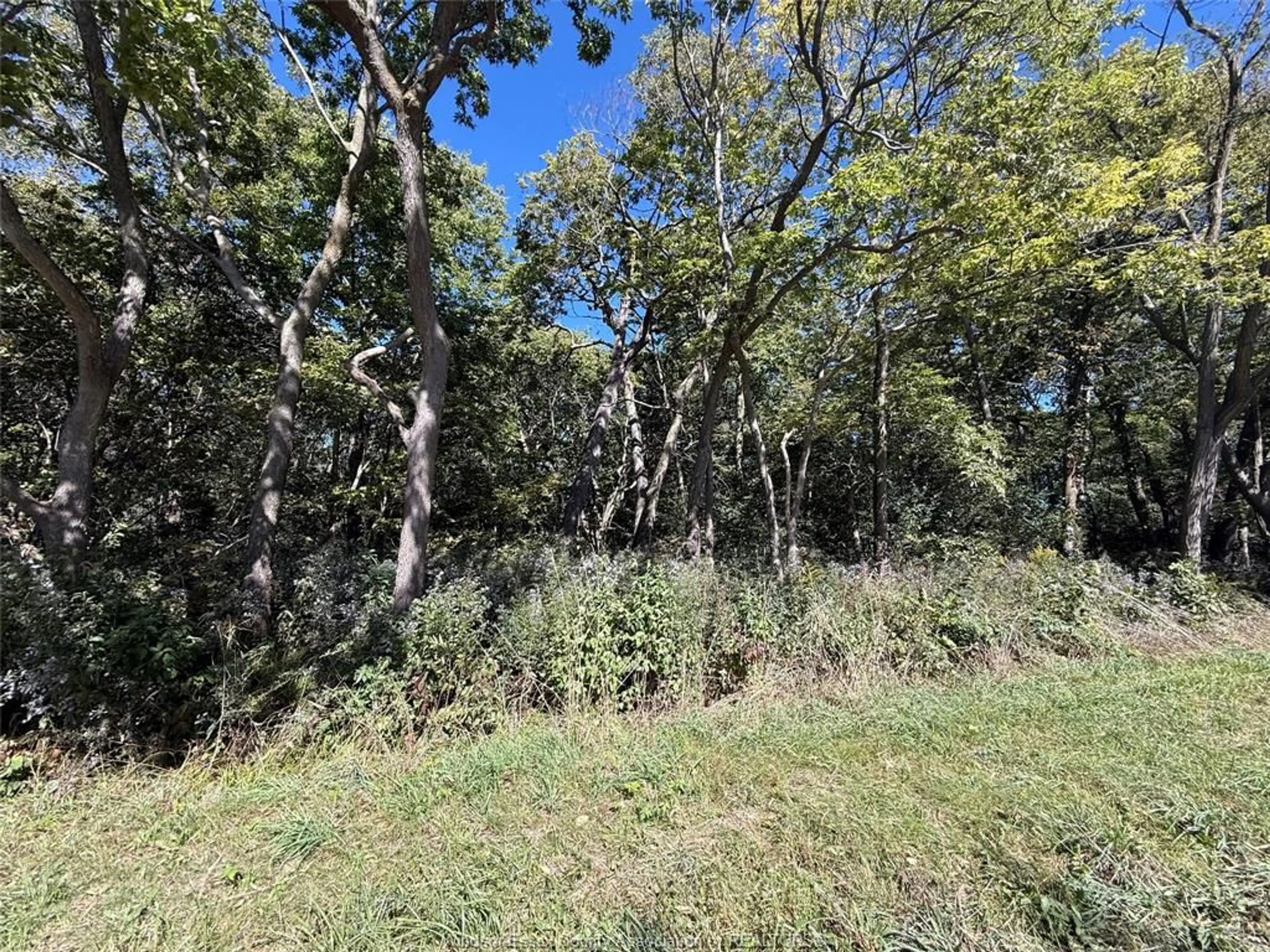 A pic from outside/outdoor area/front of a property/back of a property/a pic from drone, forest/trees view for 537 South Shore, Pelee Island Ontario N0R 1M0