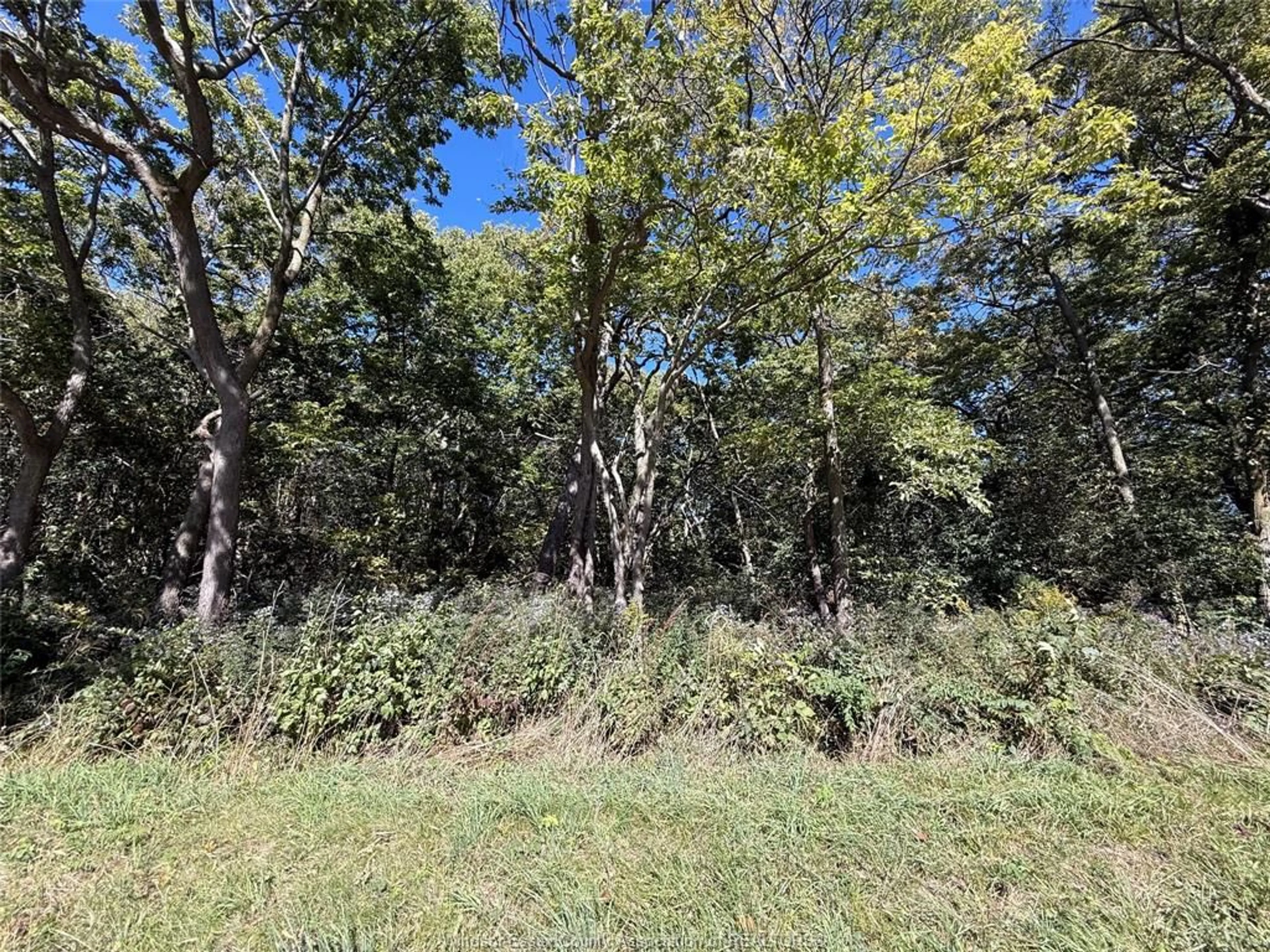 A pic from outside/outdoor area/front of a property/back of a property/a pic from drone, forest/trees view for 537 South Shore, Pelee Island Ontario N0R 1M0